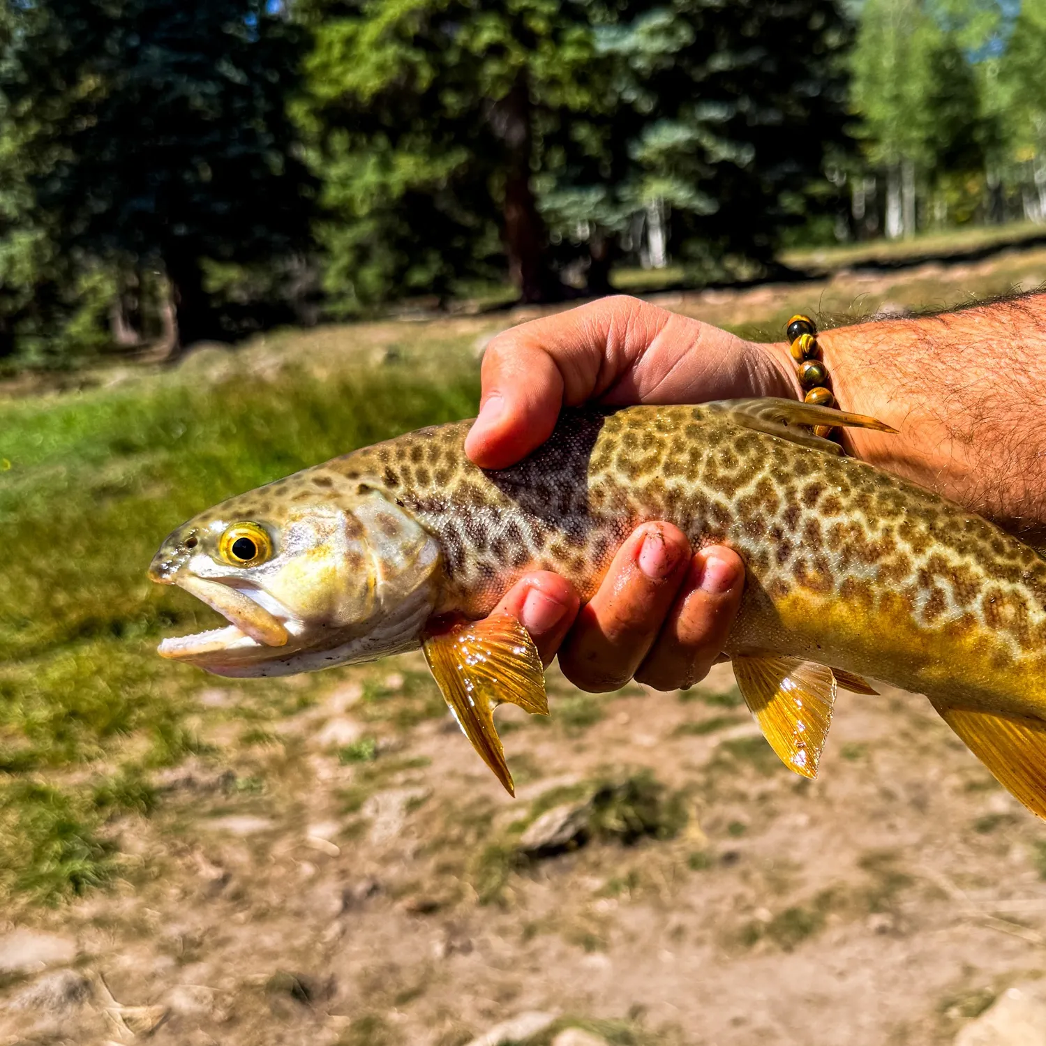 Tiger trout caught on Fishbrain