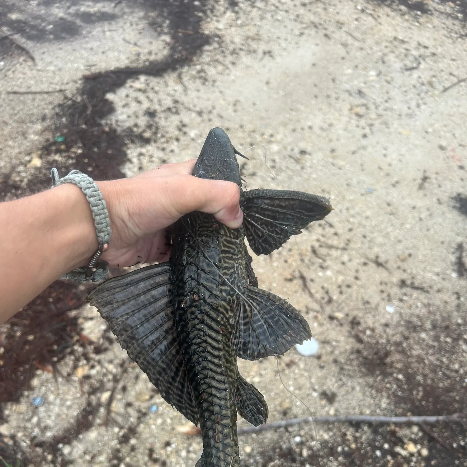 Amazon sailfin catfish caught on Fishbrain