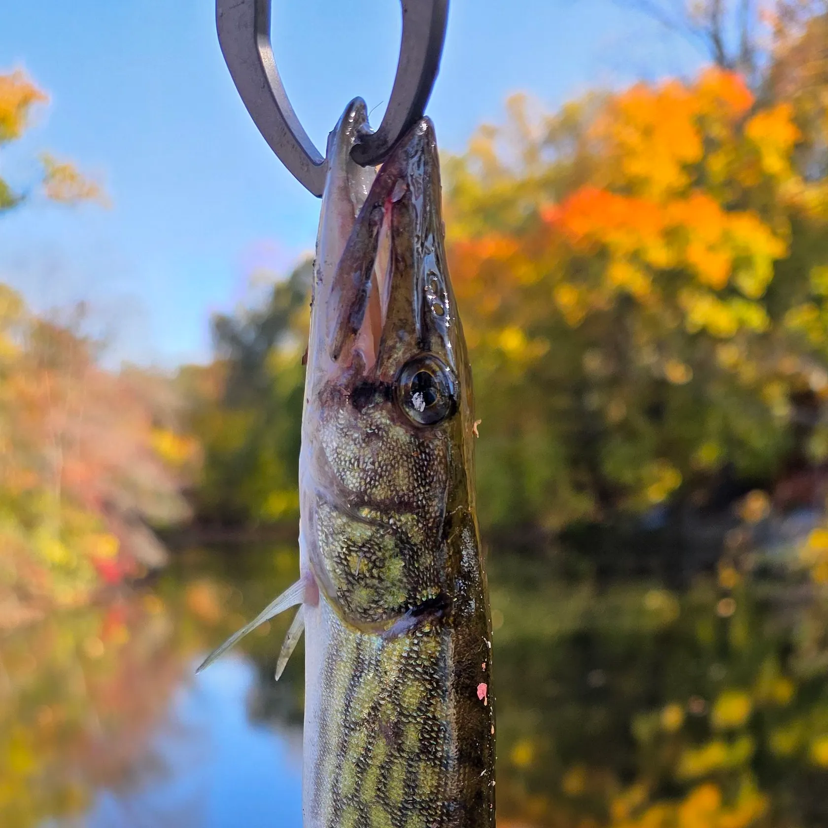 Chain pickerel caught on Fishbrain