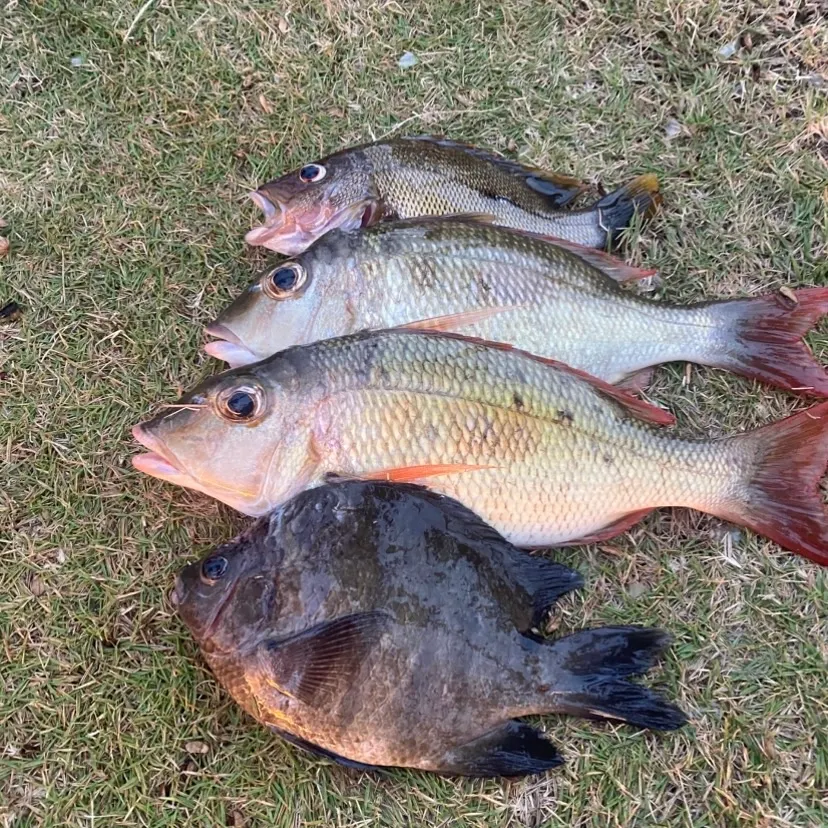Fish caught on Fishbrain