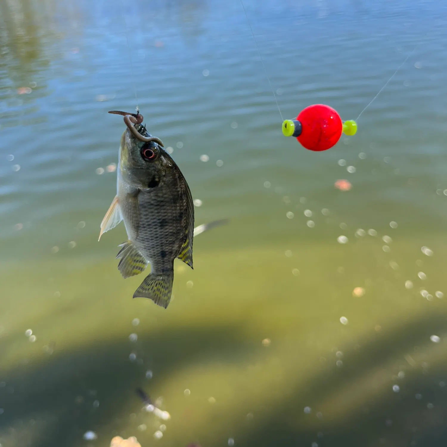 Nile tilapia caught on Fishbrain