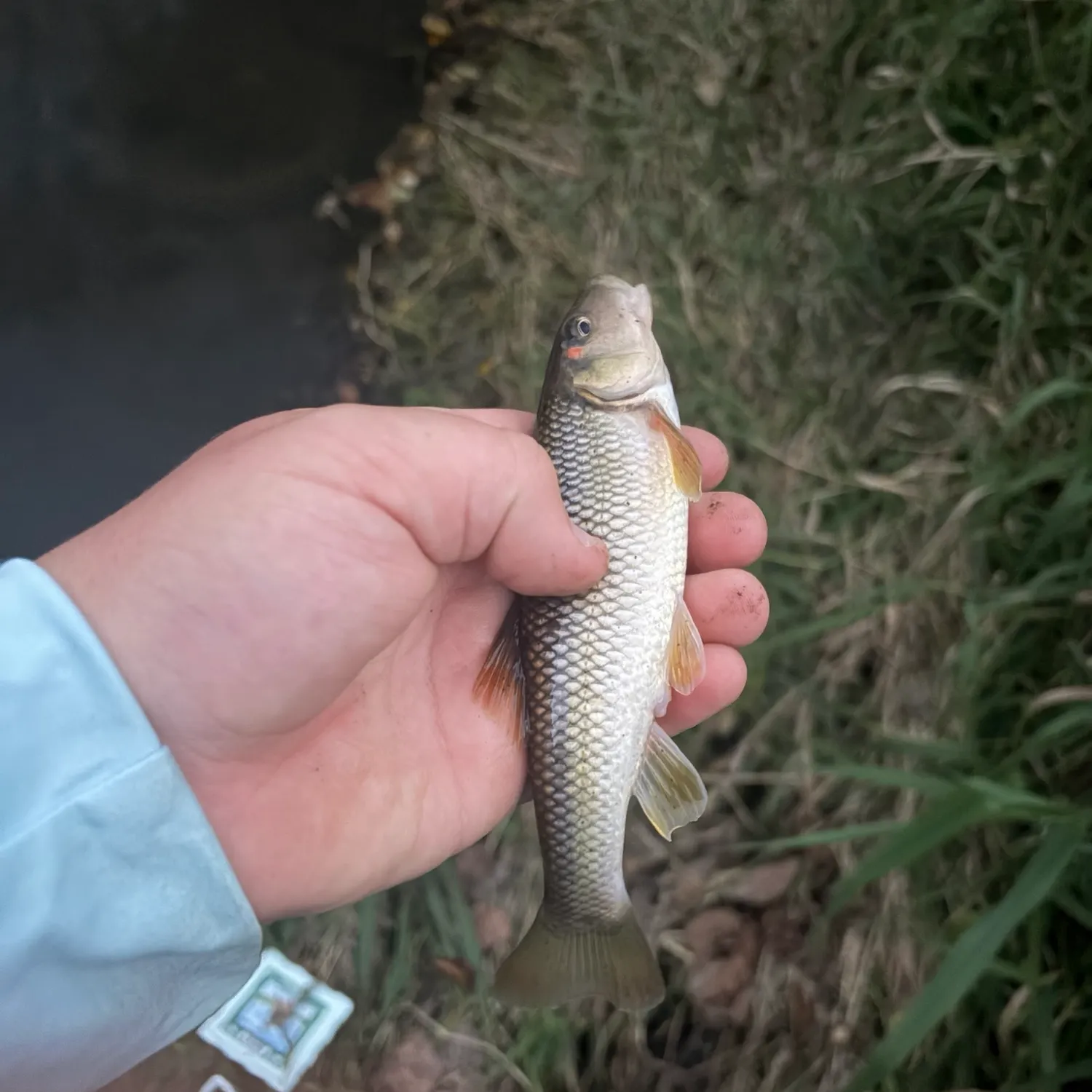 Hornyhead chub caught on Fishbrain