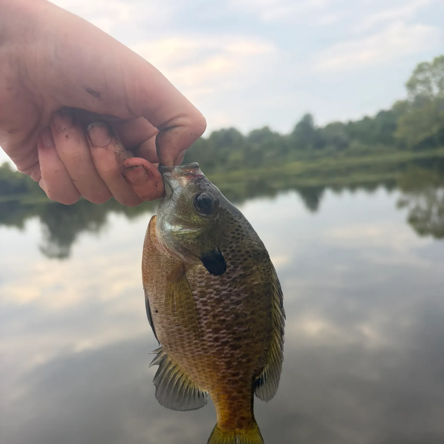 Bluegill caught on Fishbrain