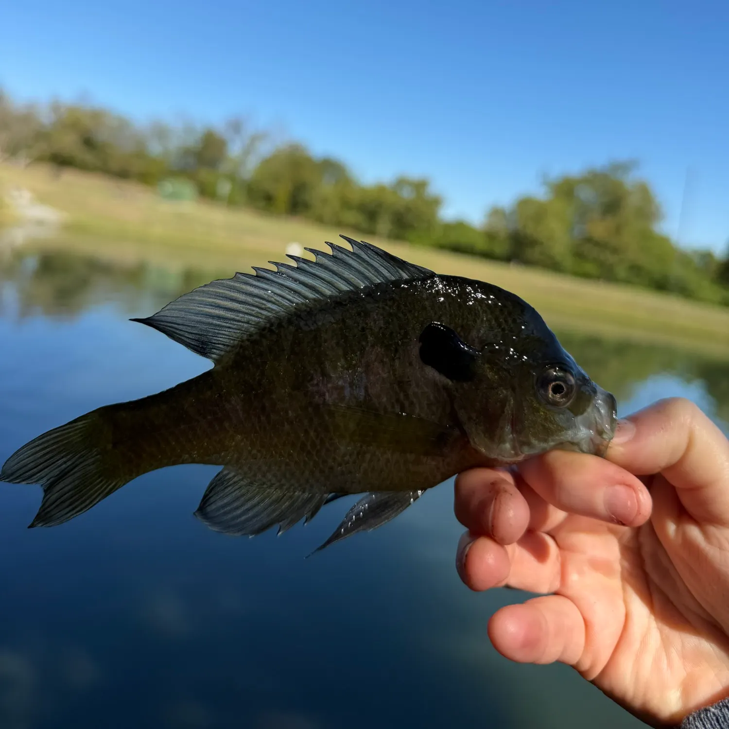 Bluegill caught on Fishbrain