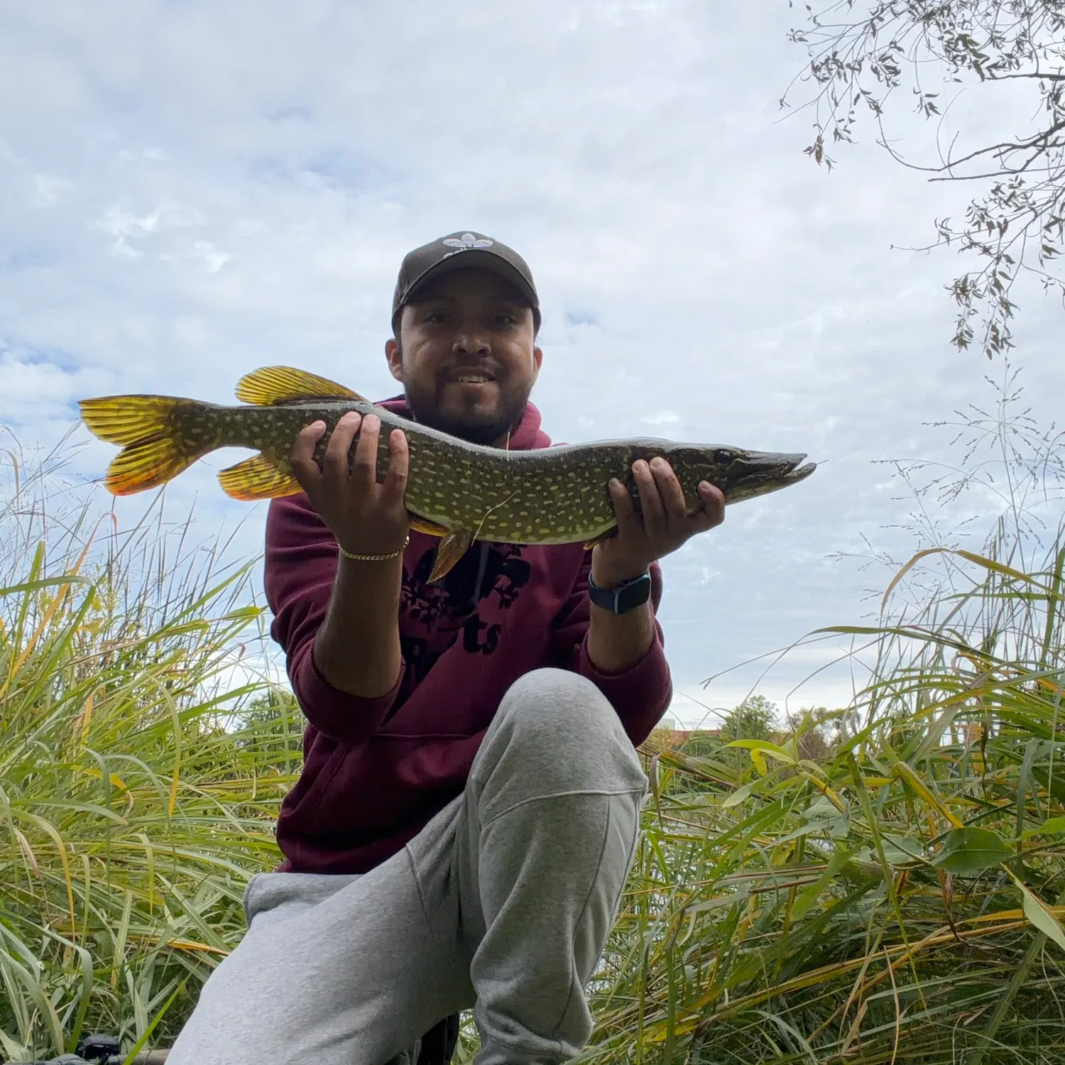 Northern pike caught on Fishbrain