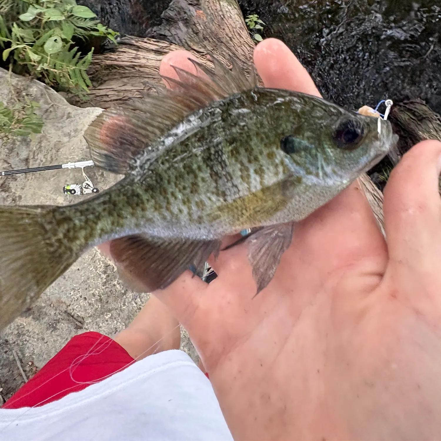 Bluegill caught on Fishbrain