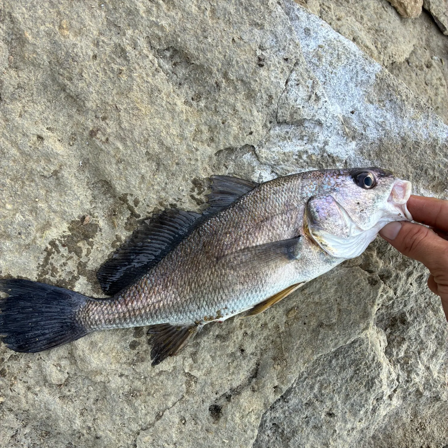 Freshwater drum caught on Fishbrain