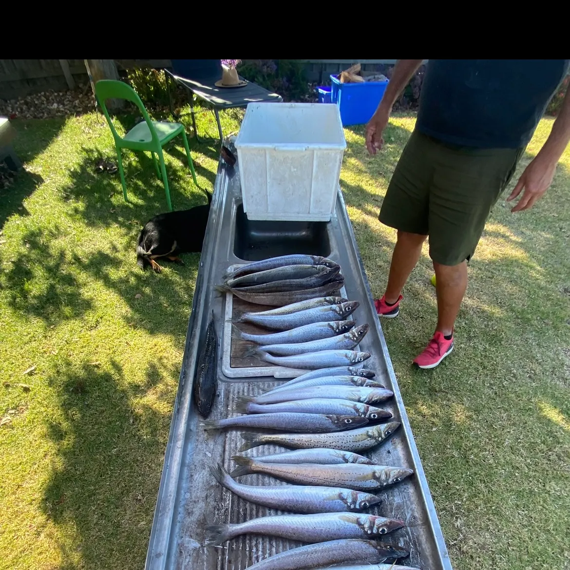 The most recent King George whiting catches on Fishbrain
