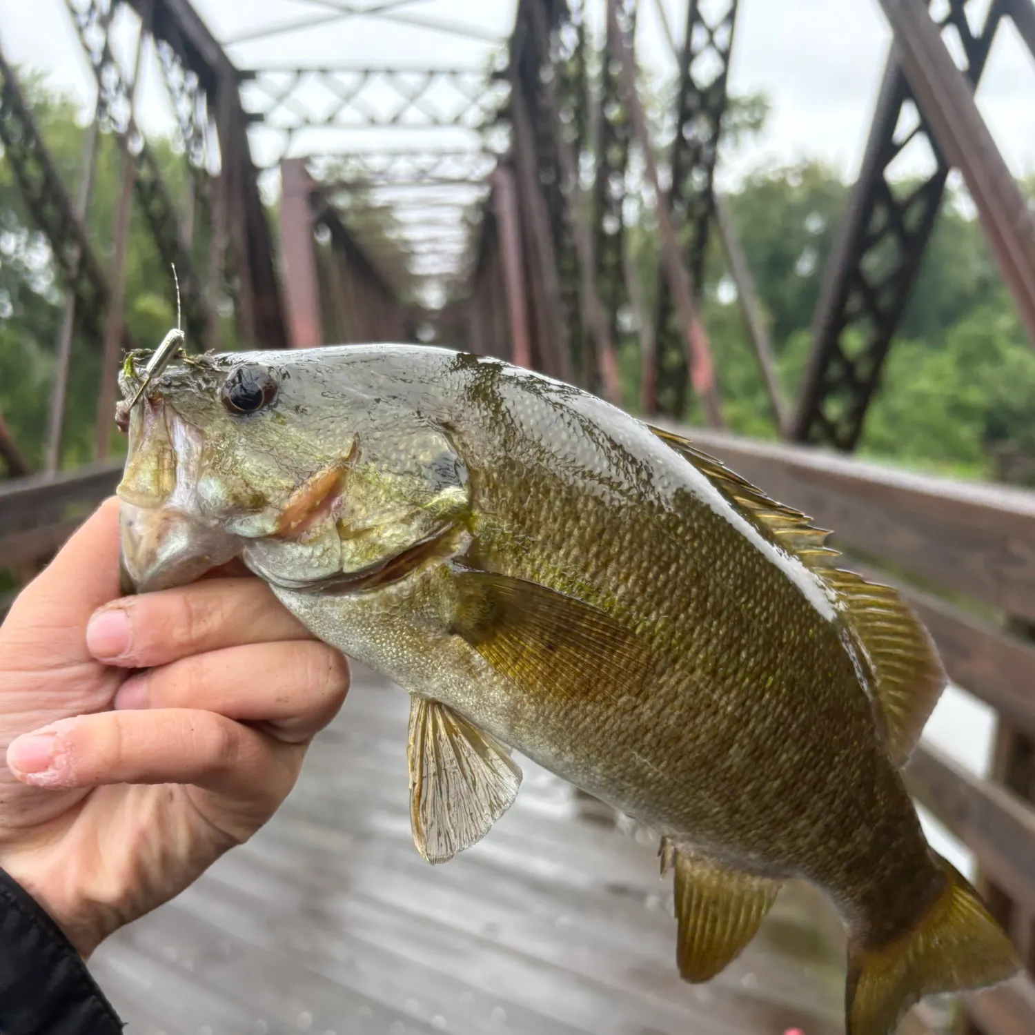 Smallmouth bass caught on Fishbrain