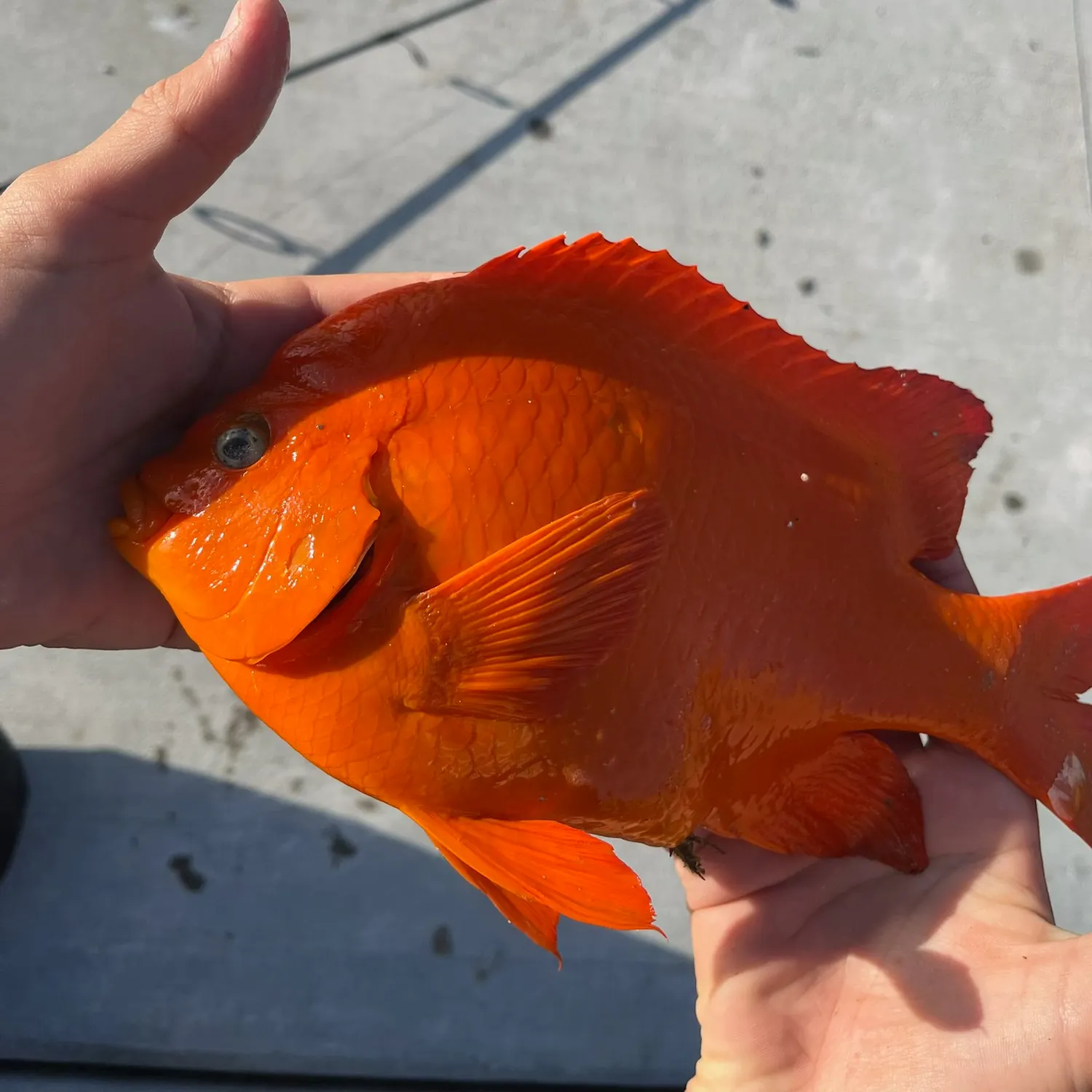 catch