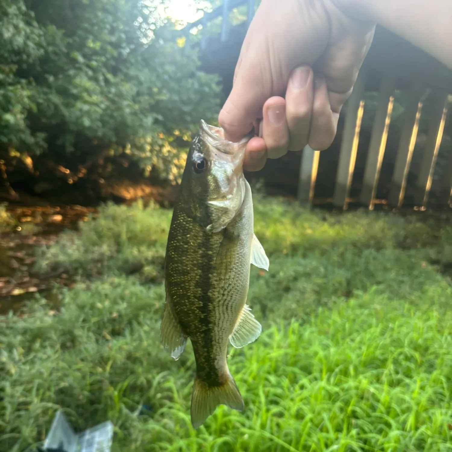 Spotted bass caught on Fishbrain