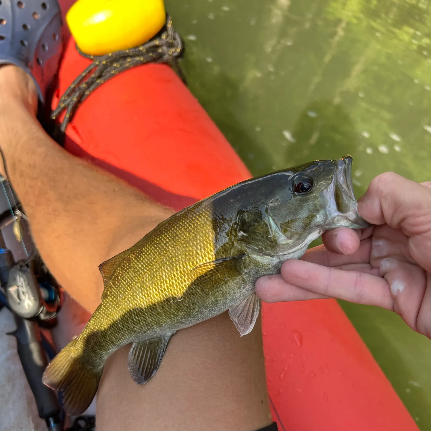 Smallmouth bass caught on Fishbrain