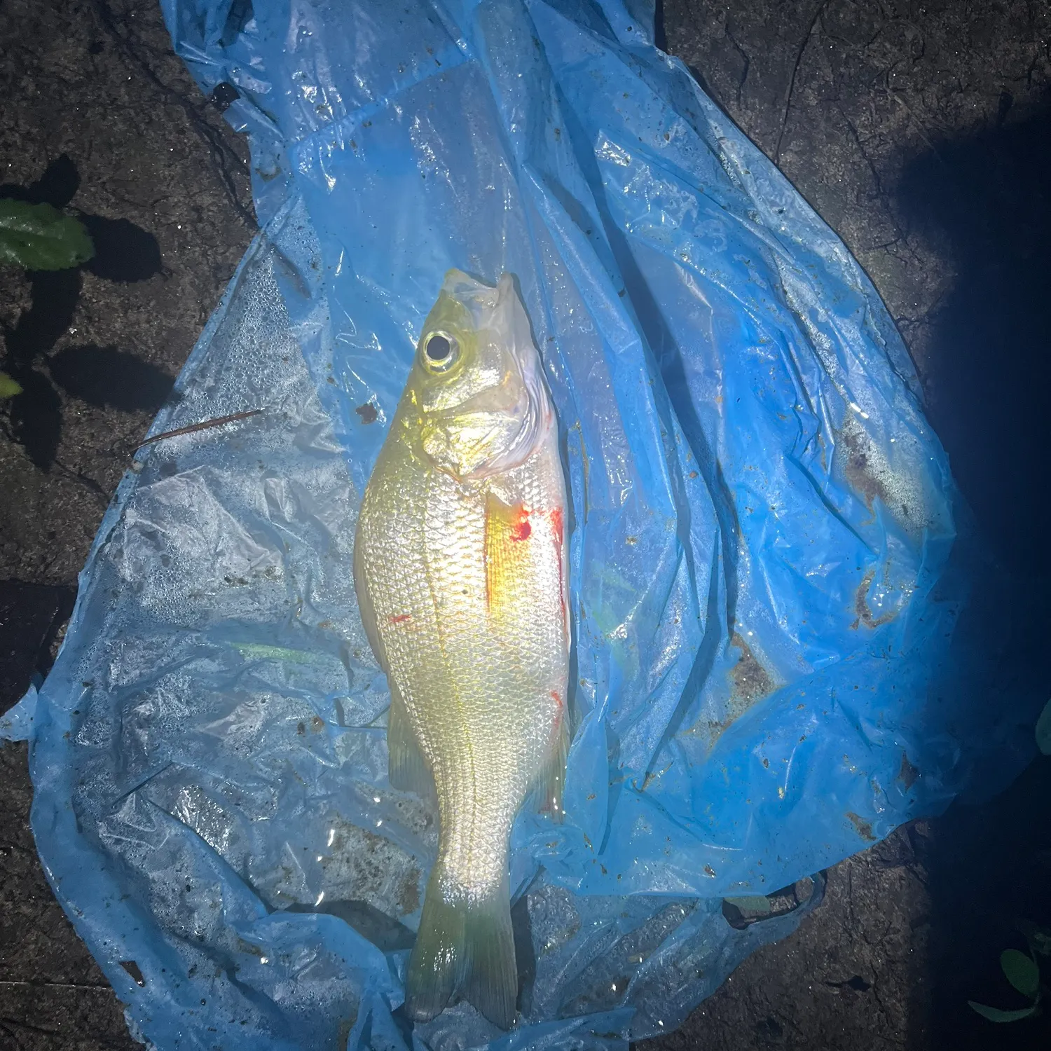 White perch caught on Fishbrain