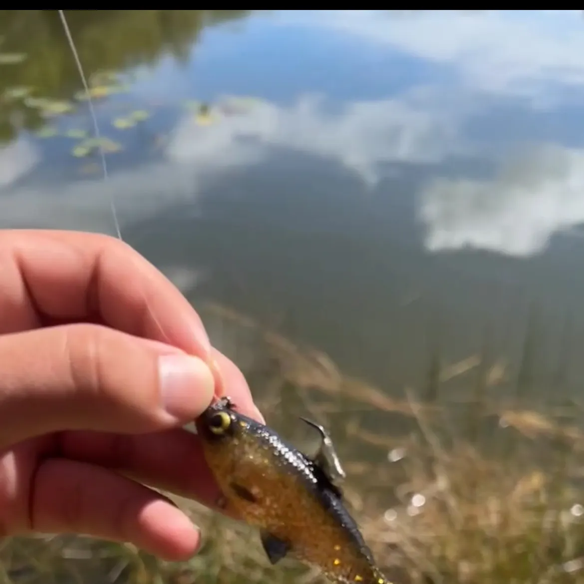The most recent Western mosquitofish catches on Fishbrain