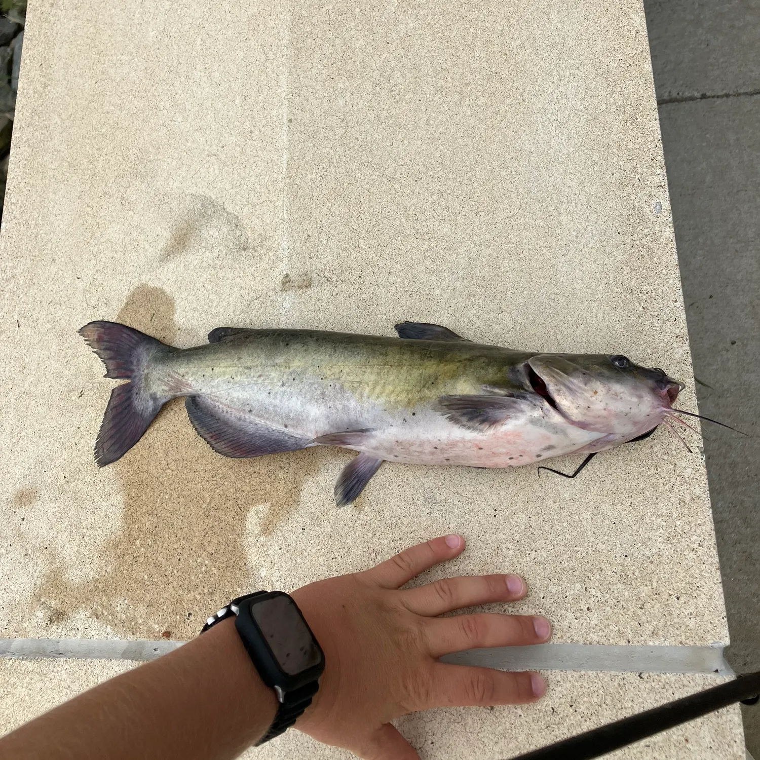 catch