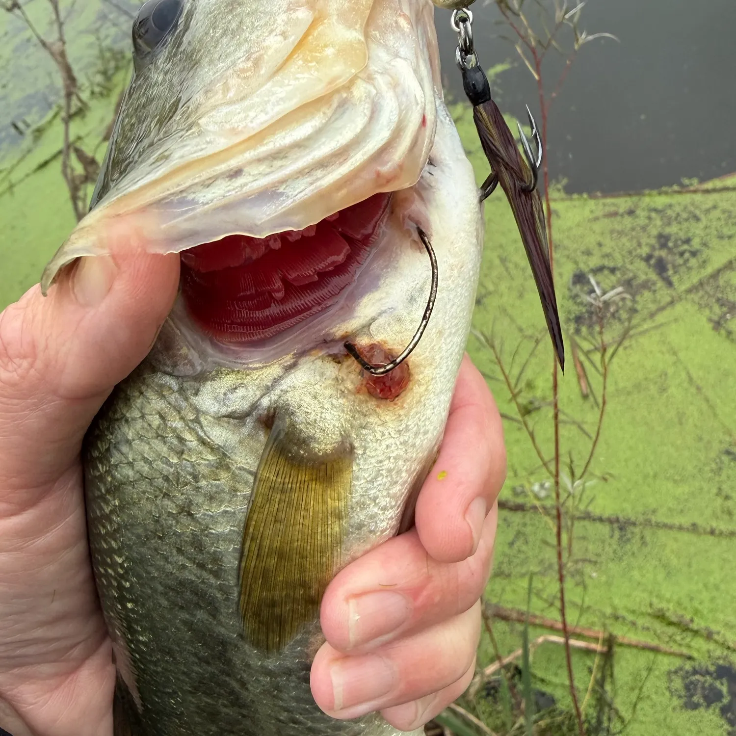 Largemouth bass caught on Fishbrain