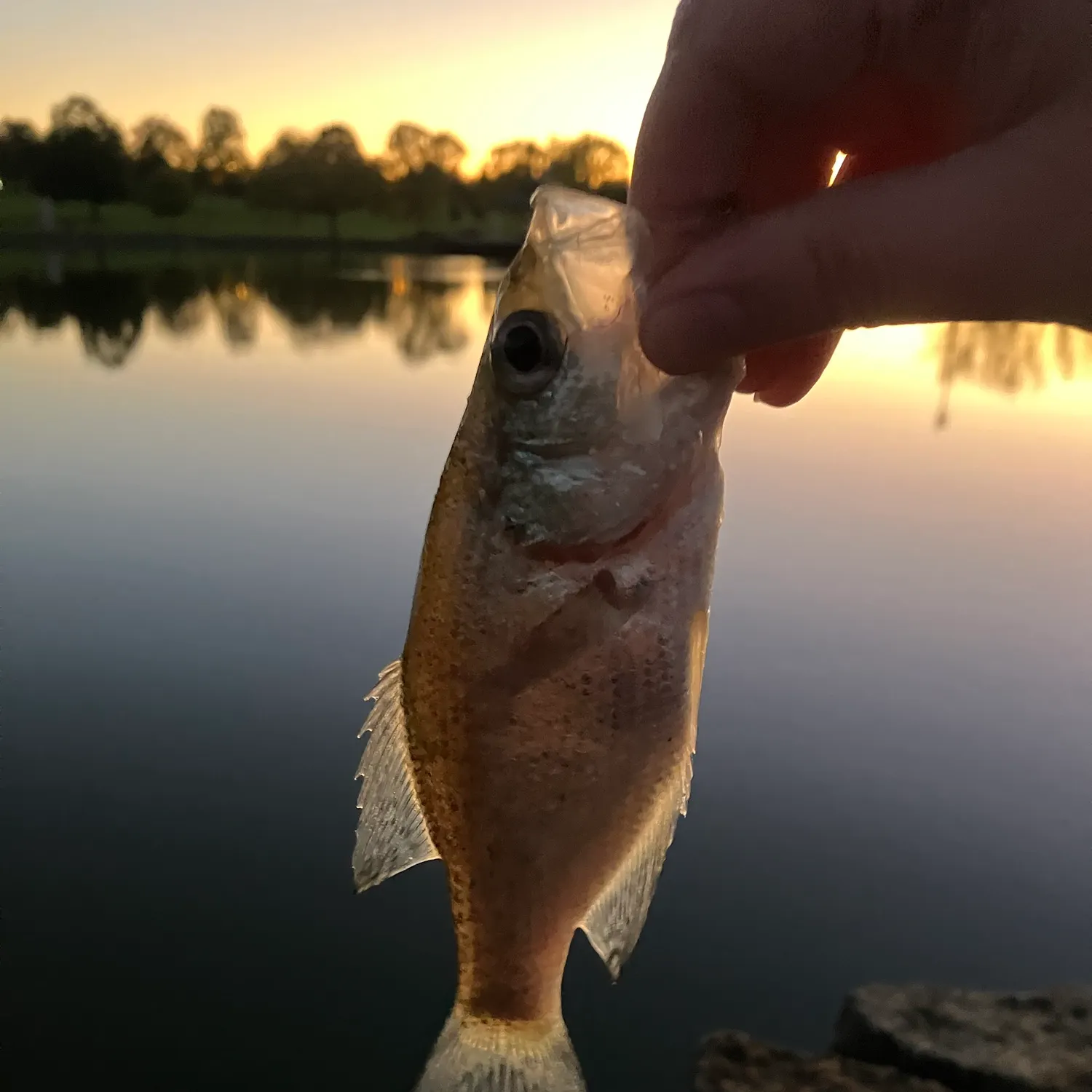 White crappie caught on Fishbrain