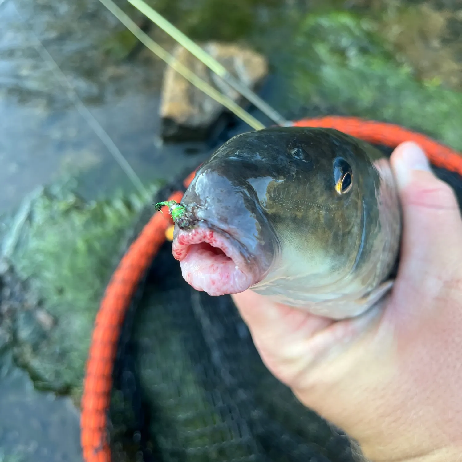 The most recent Spotted sucker catches on Fishbrain