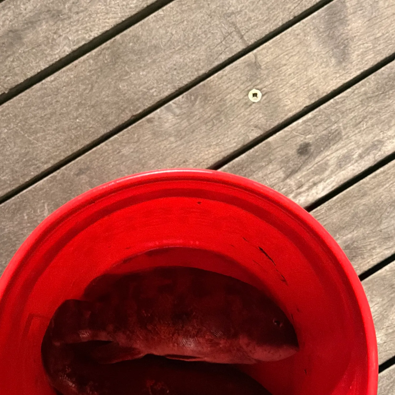 Fish caught on Fishbrain