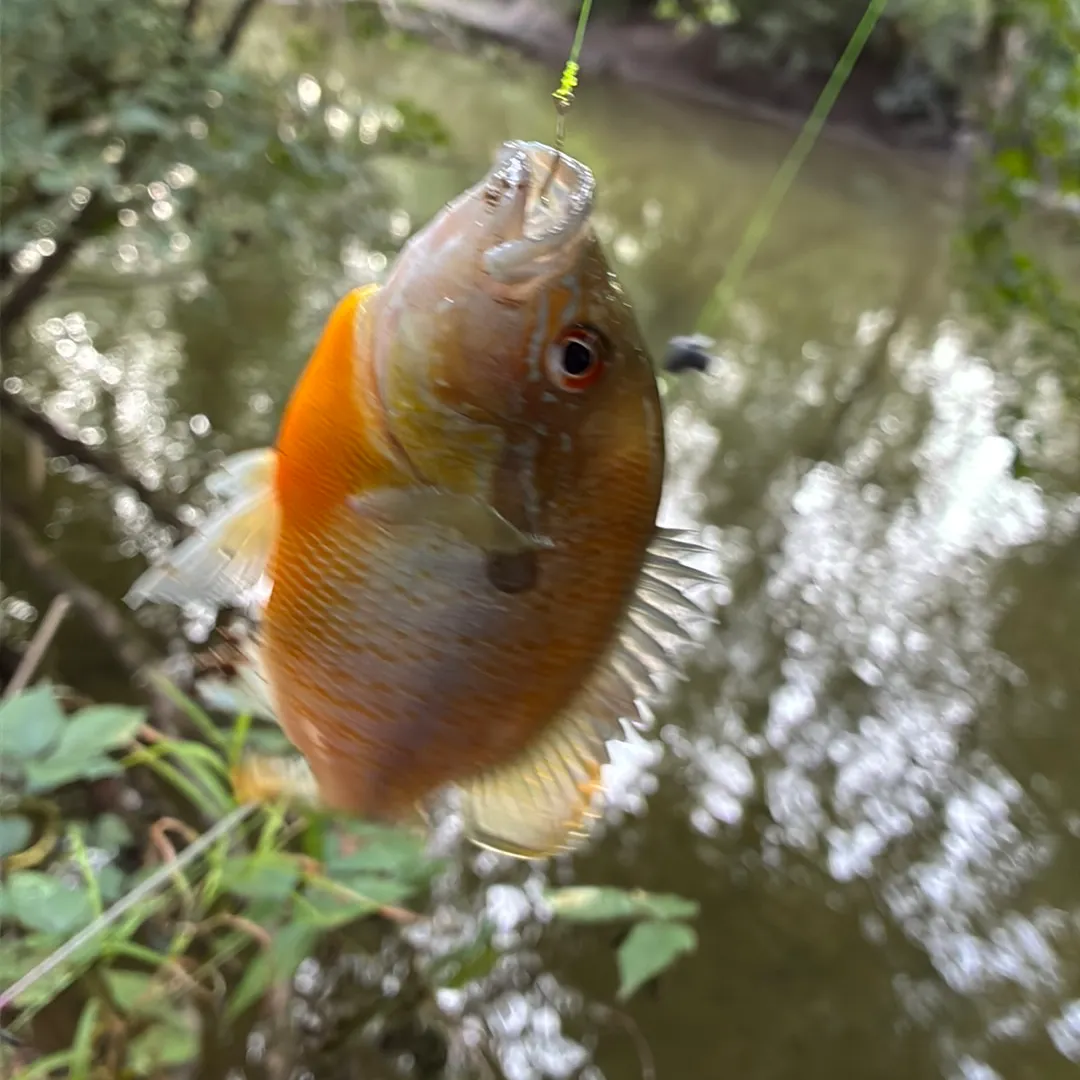 Redbreast sunfish caught on Fishbrain
