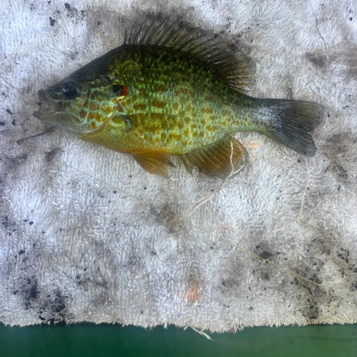 Greengill hybrid caught on Fishbrain