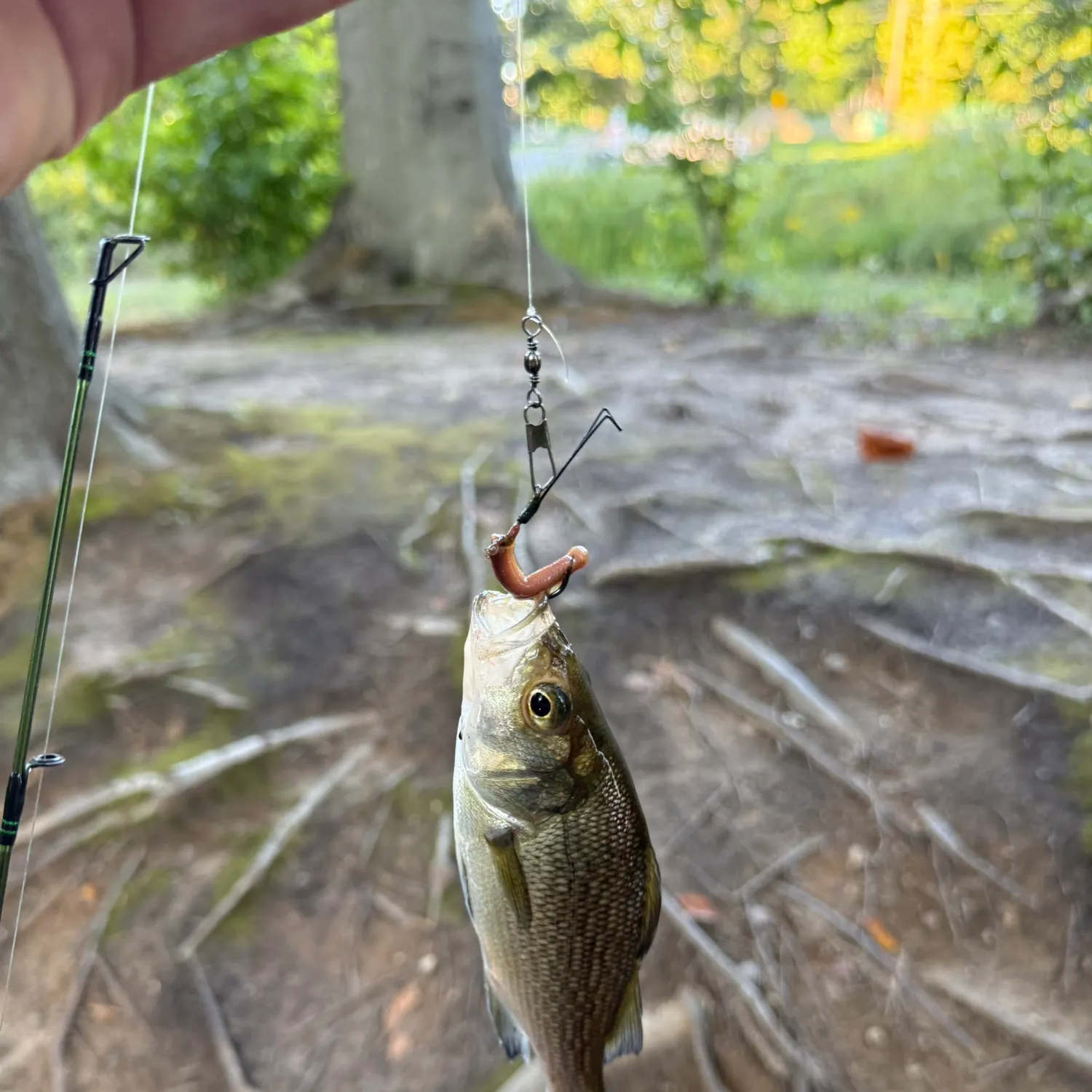 White perch caught on Fishbrain