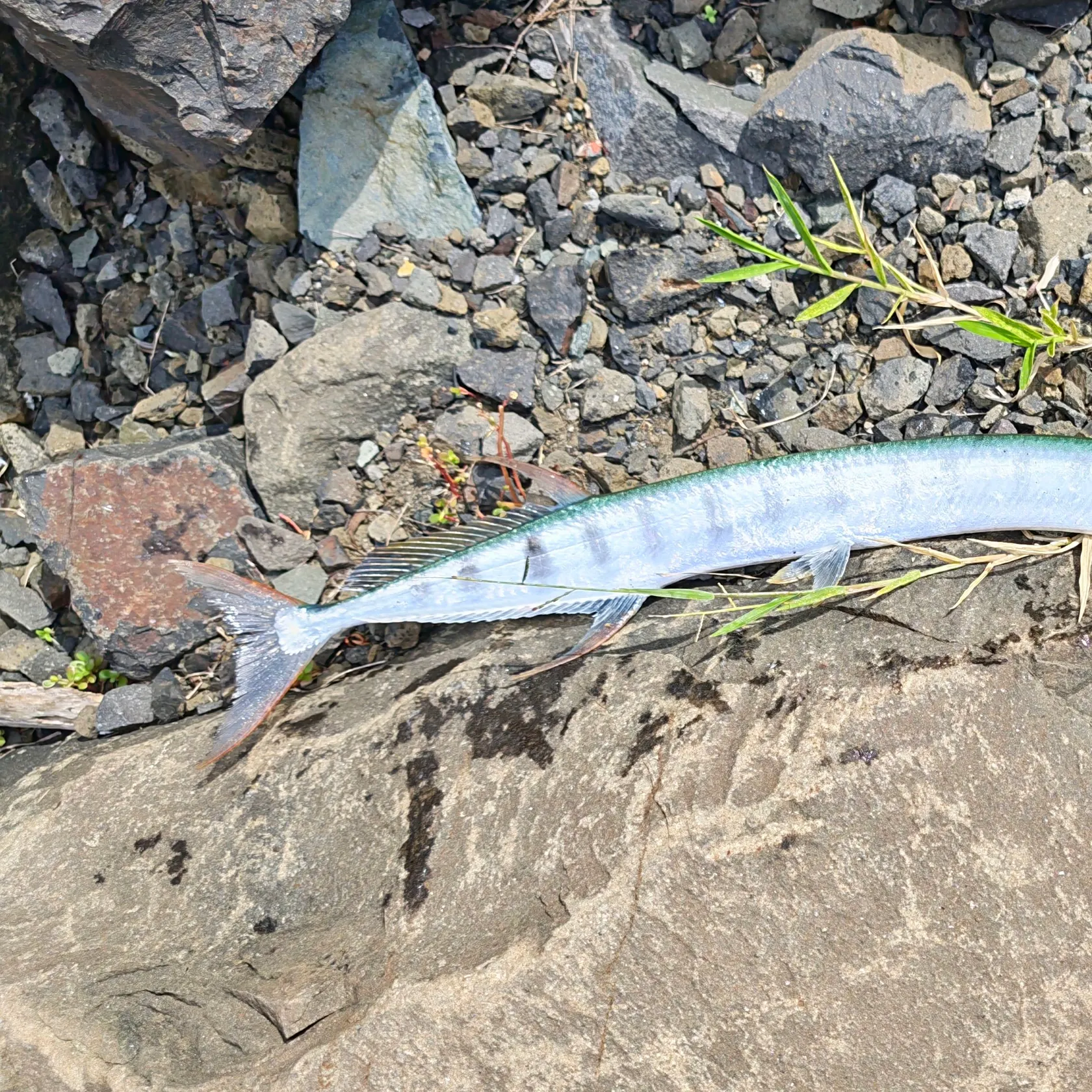 Flat needlefish caught on Fishbrain