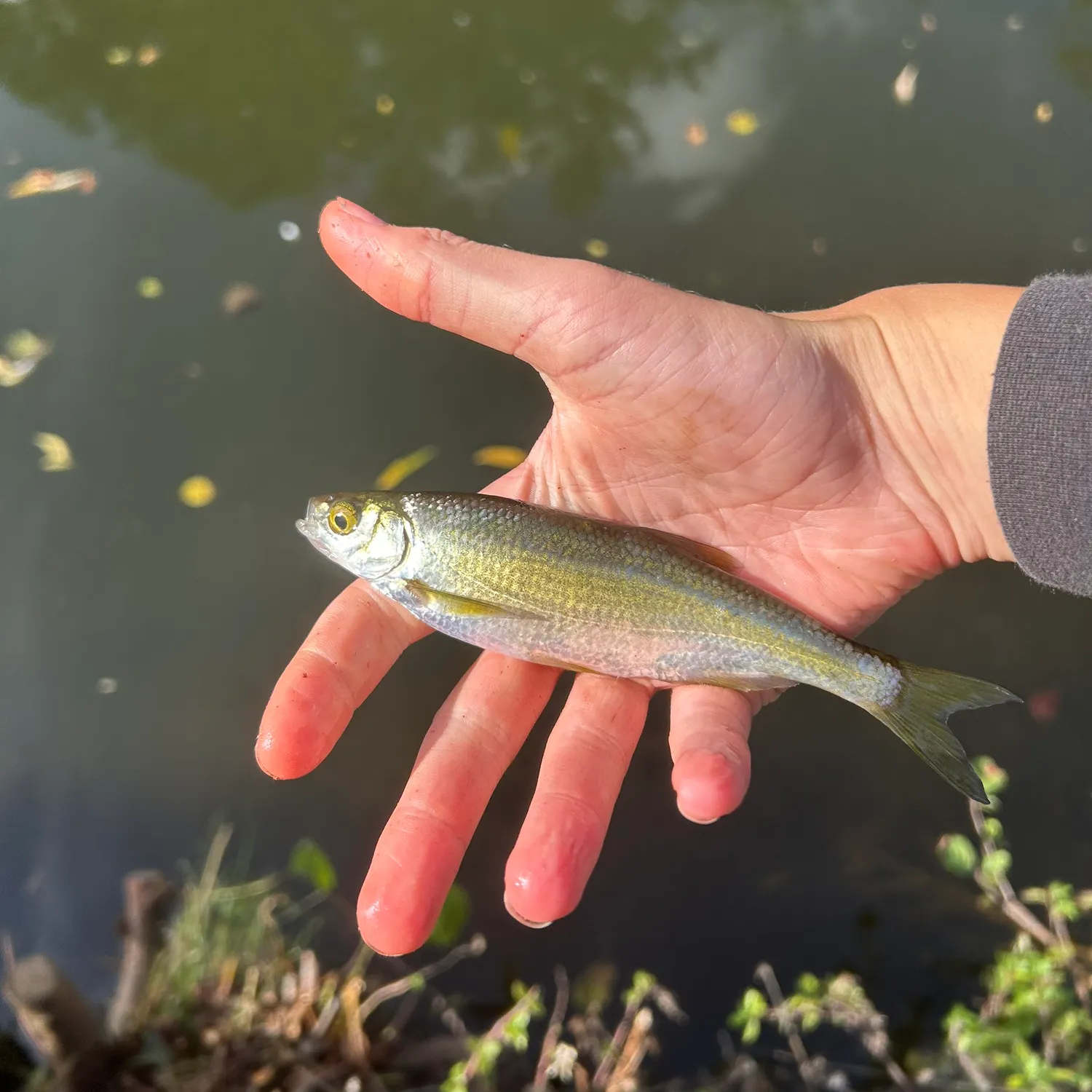 The most recent Common dace catches on Fishbrain
