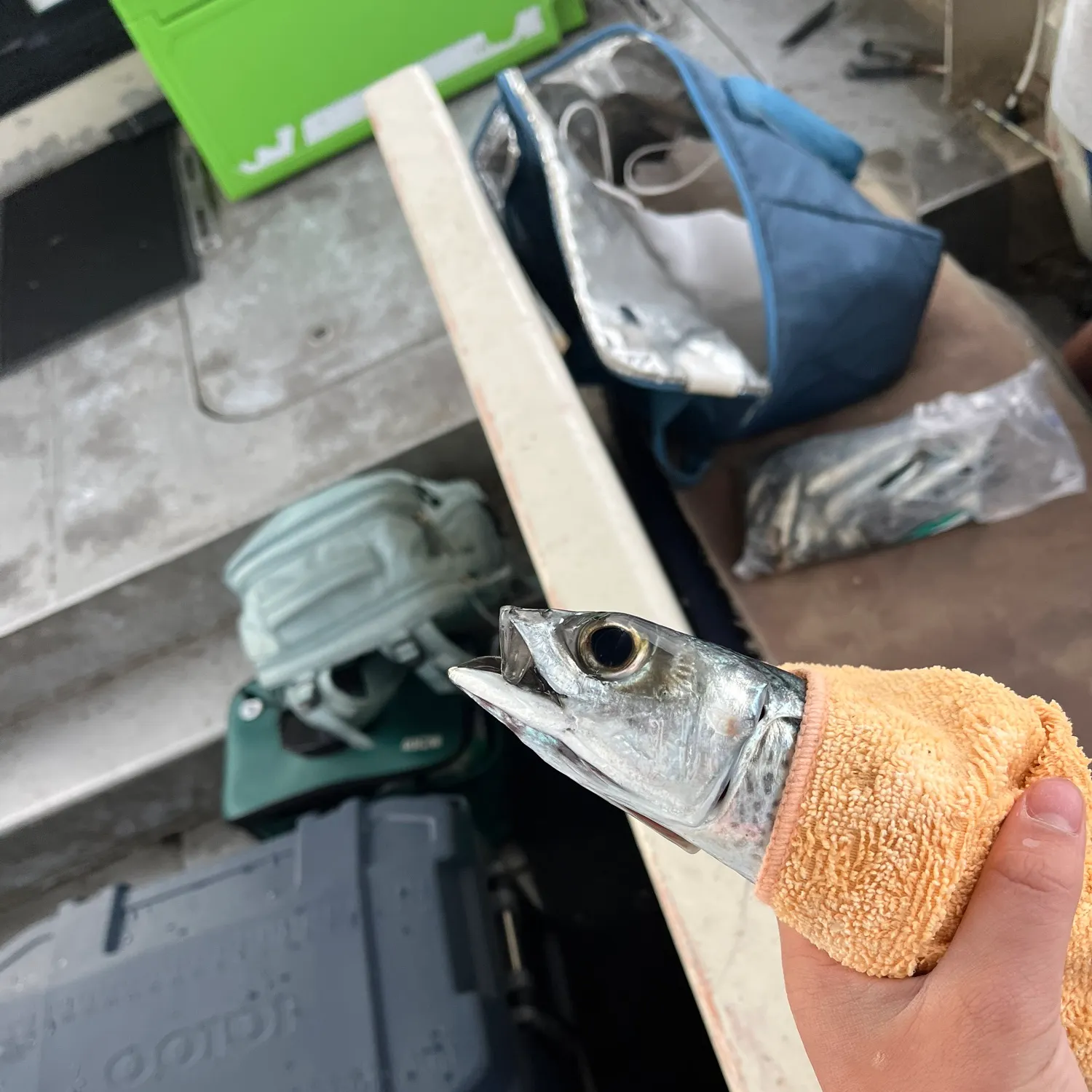 The most recent Narrow-barred Spanish mackerel catches on Fishbrain