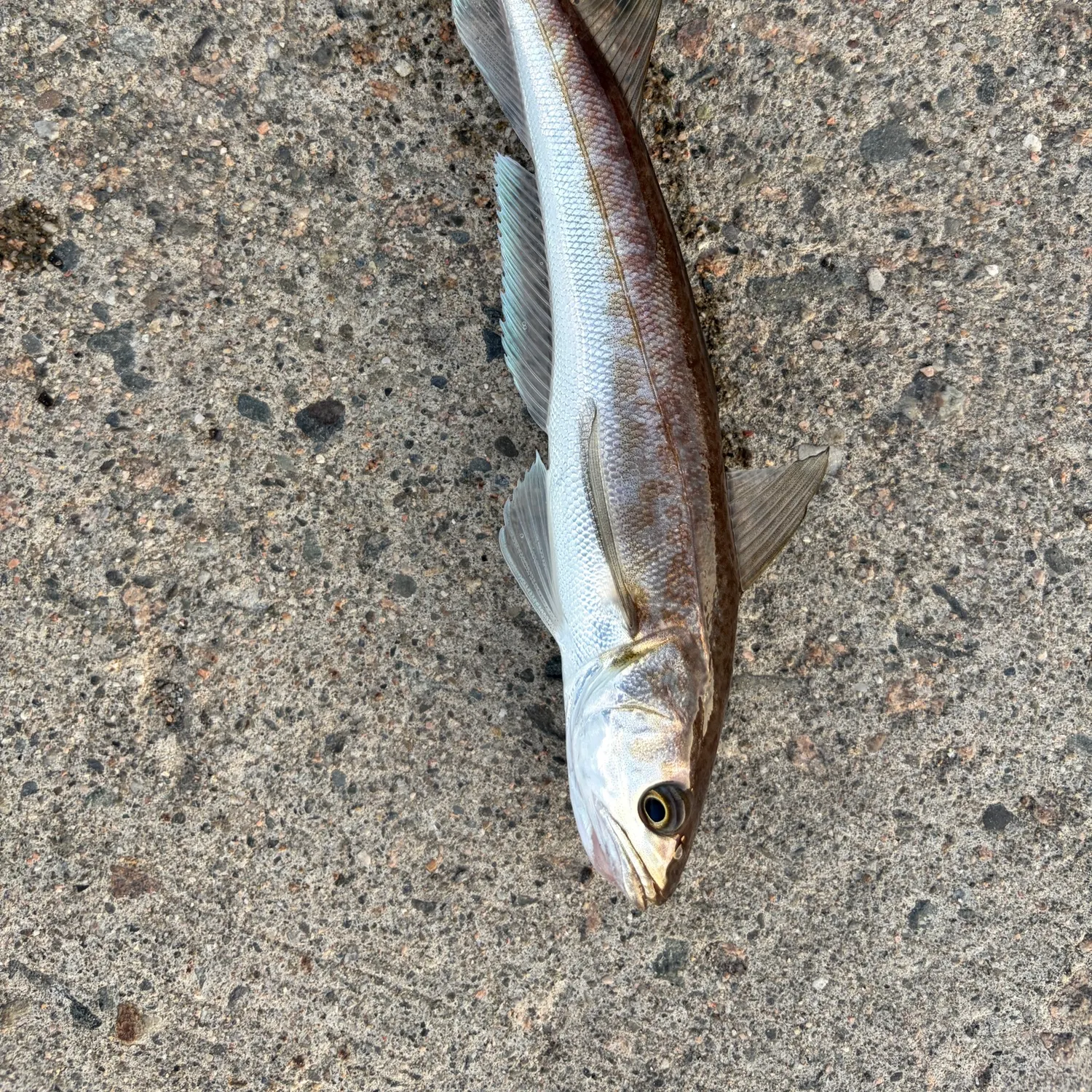 The most recent Silver hake catches on Fishbrain