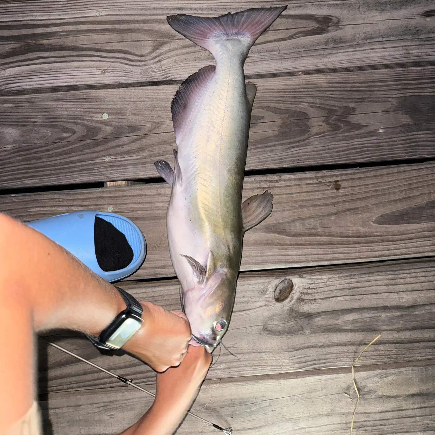 recently logged catches