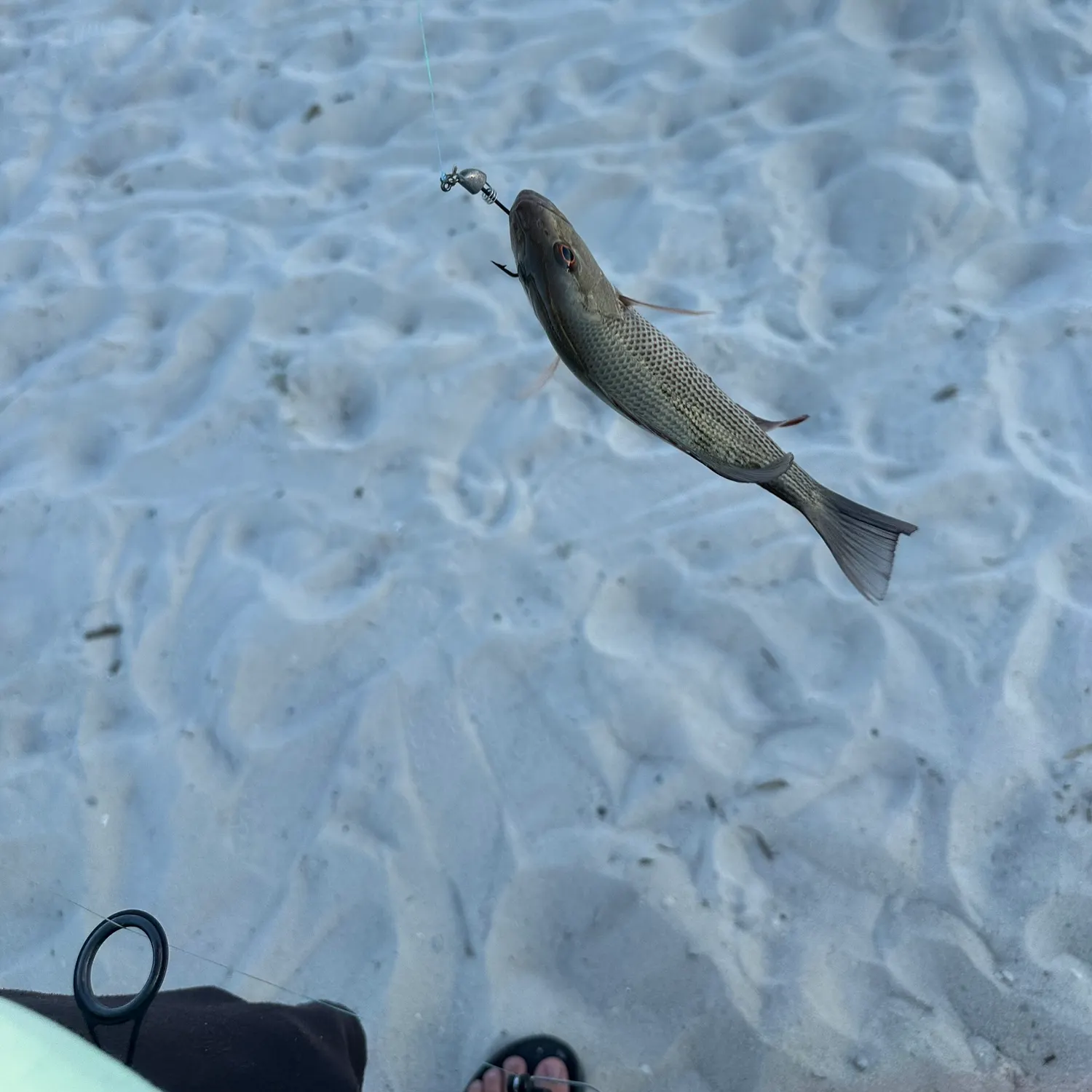Atlantic croaker caught on Fishbrain
