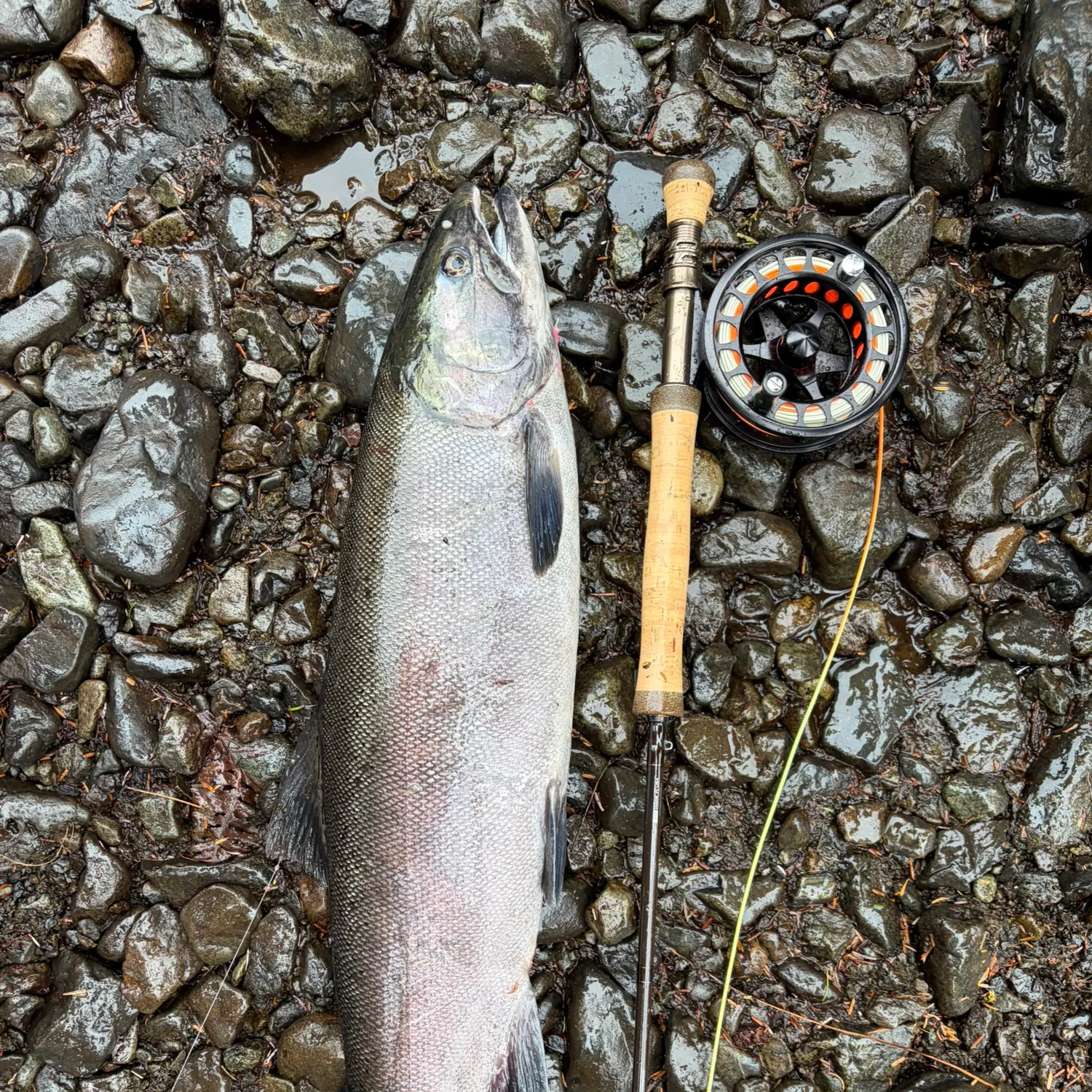 Coho salmon caught on Fishbrain