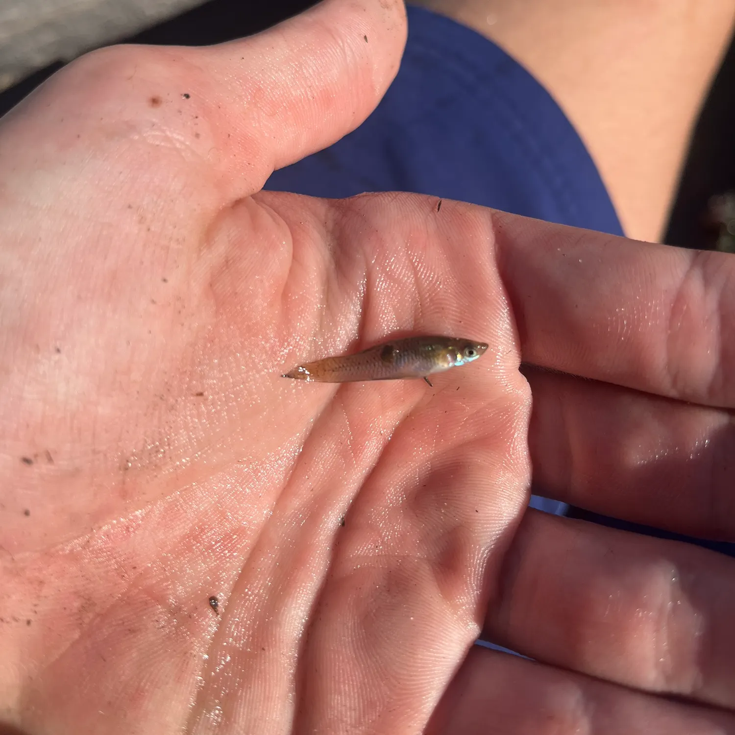 The most recent Western mosquitofish catches on Fishbrain