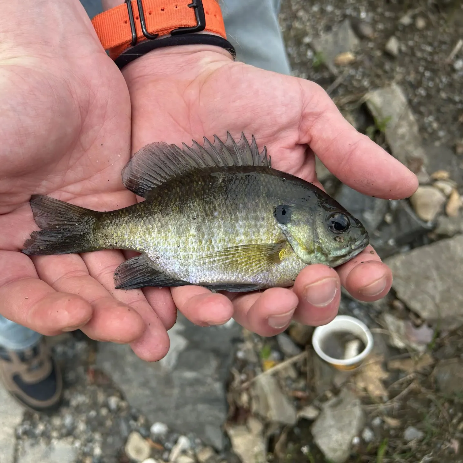 Bluegill caught on Fishbrain