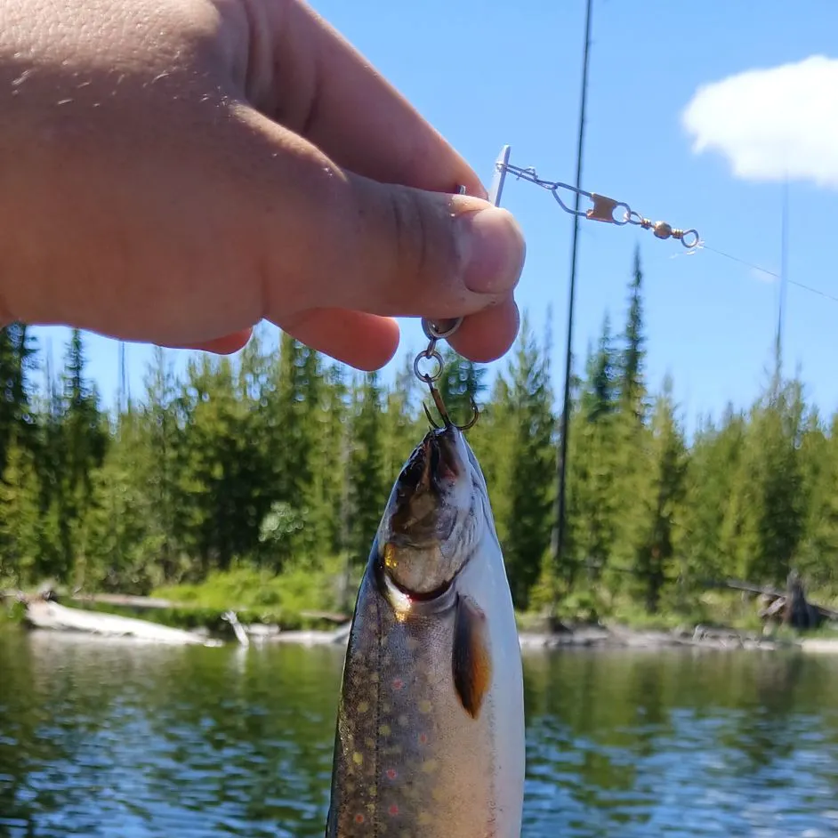 Brook trout caught on Fishbrain