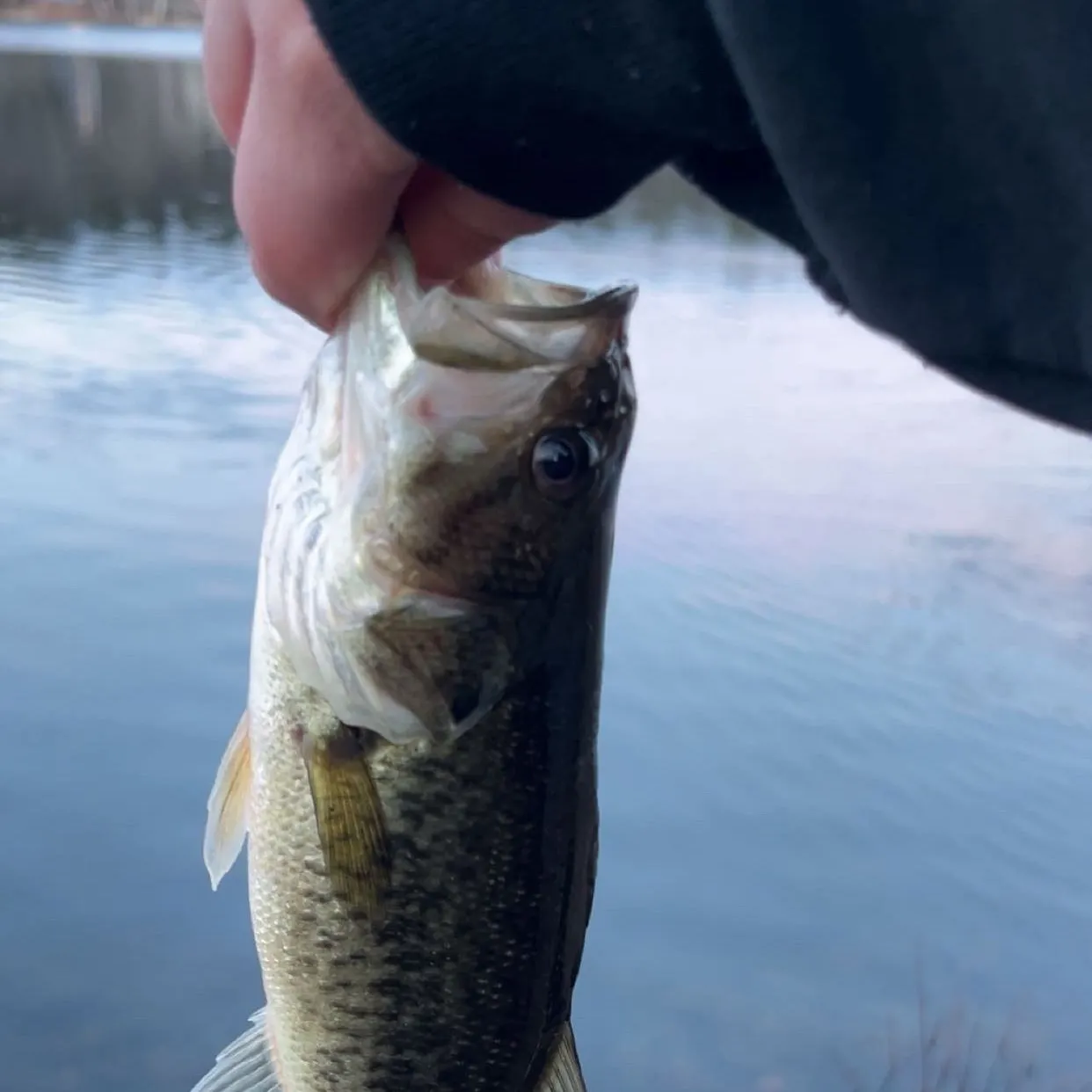 The most recent Smallmouth bass catches on Fishbrain