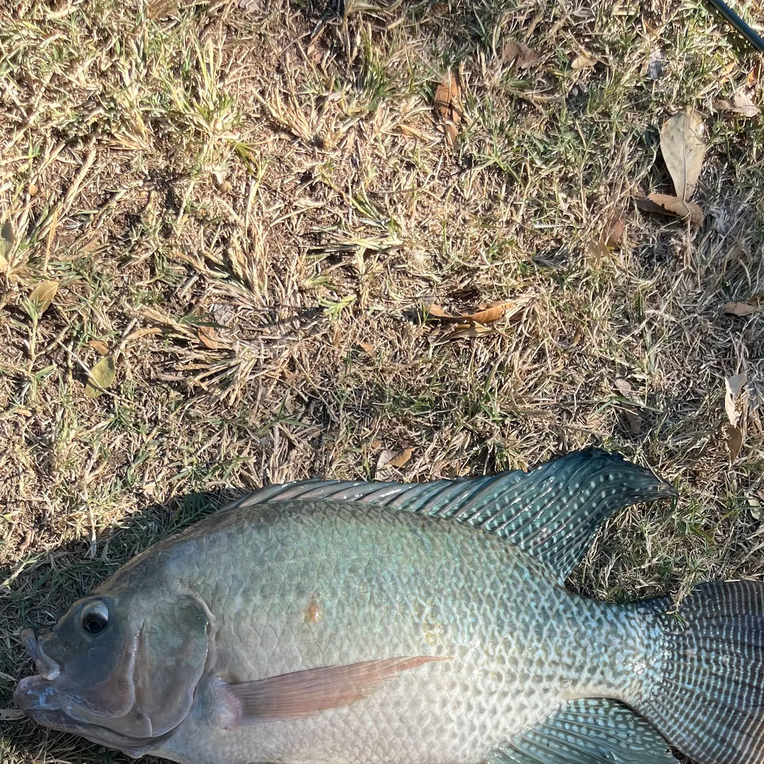 Blue tilapia caught on Fishbrain