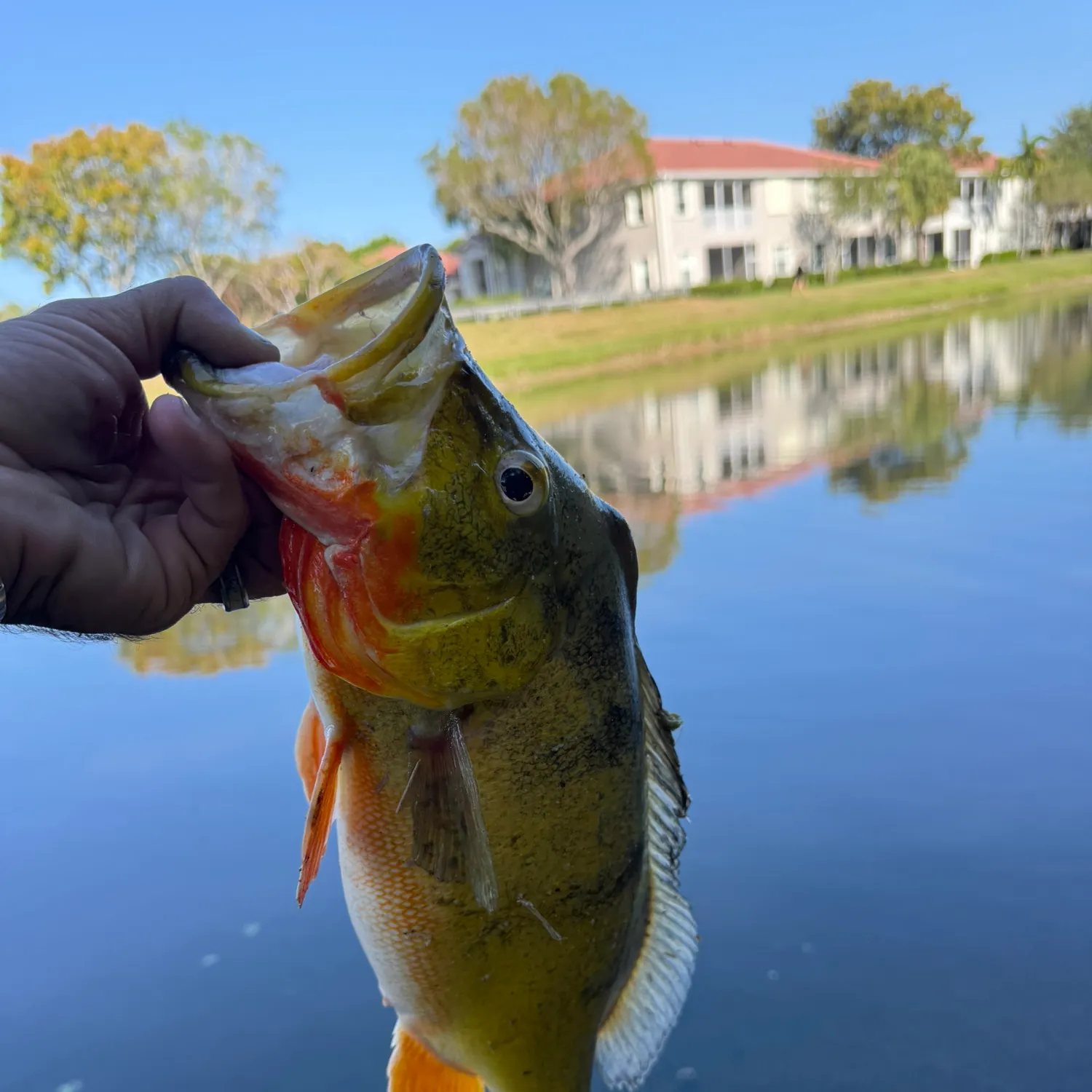 catch