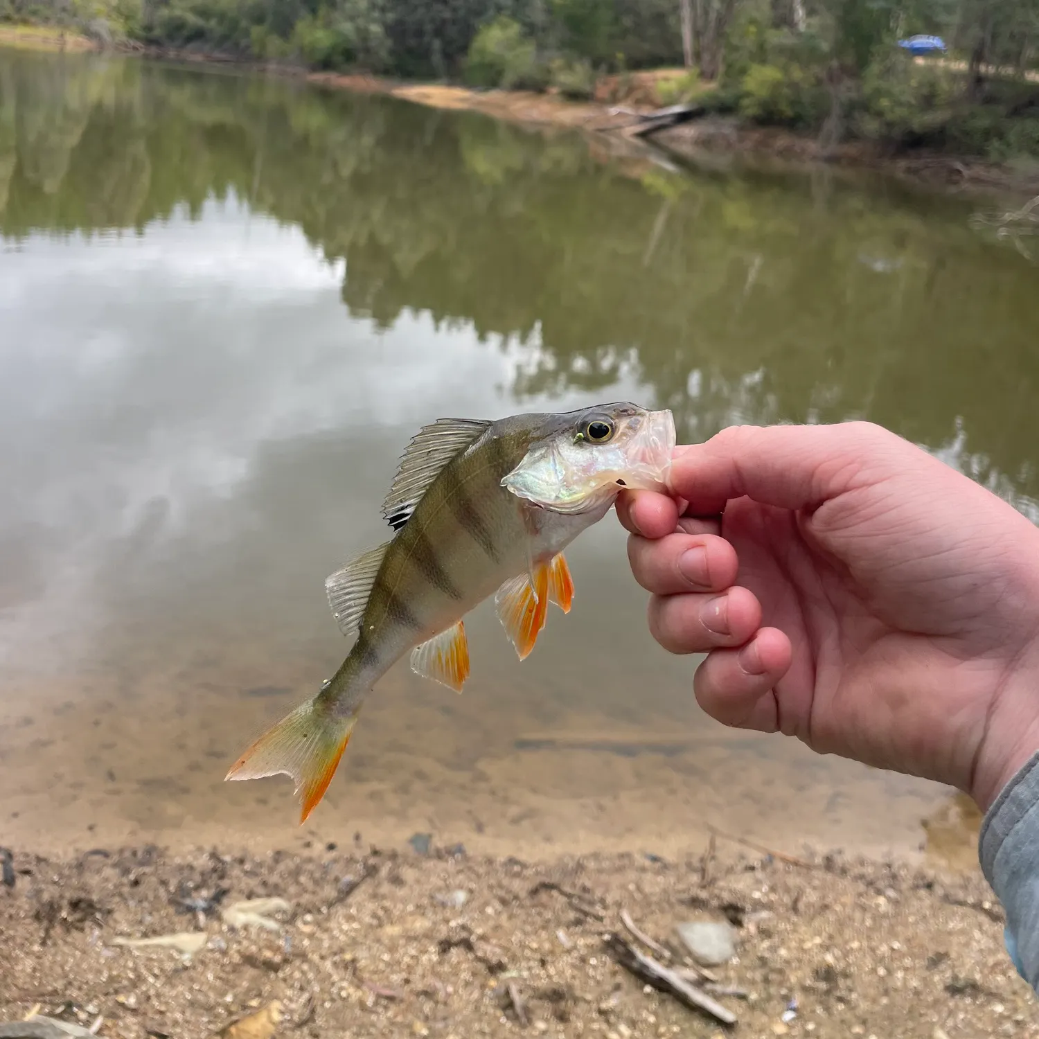 European perch caught on Fishbrain