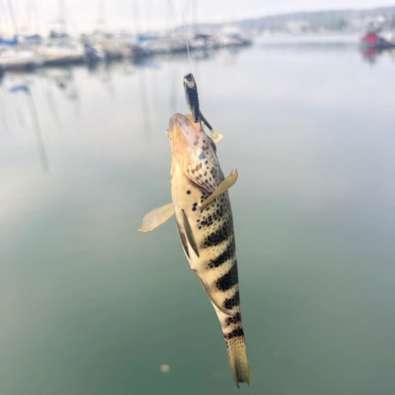 Spotted sand bass caught on Fishbrain