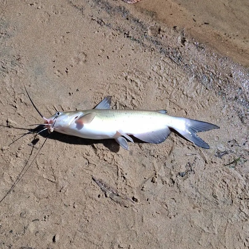 Channel catfish caught on Fishbrain
