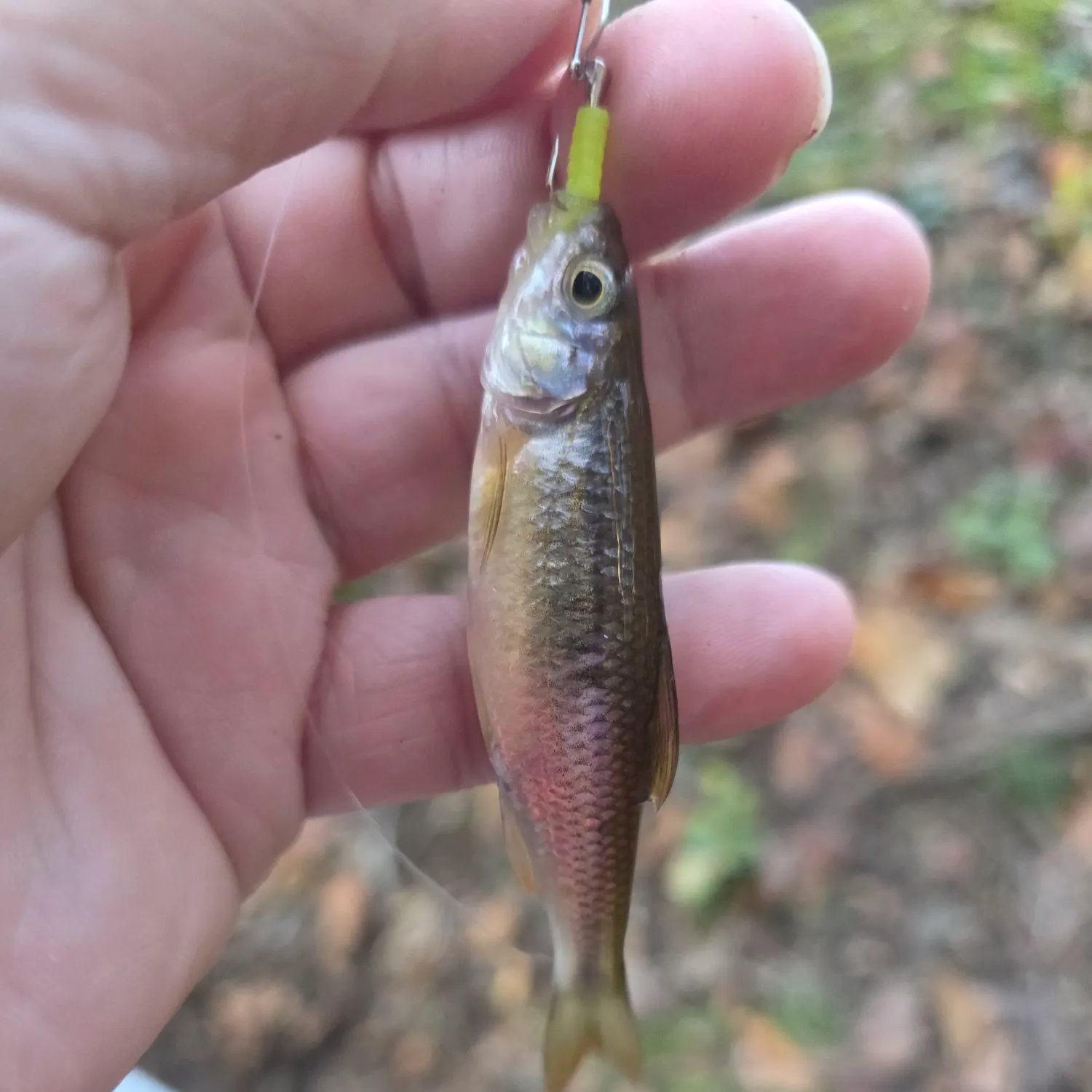 Creek chub caught on Fishbrain