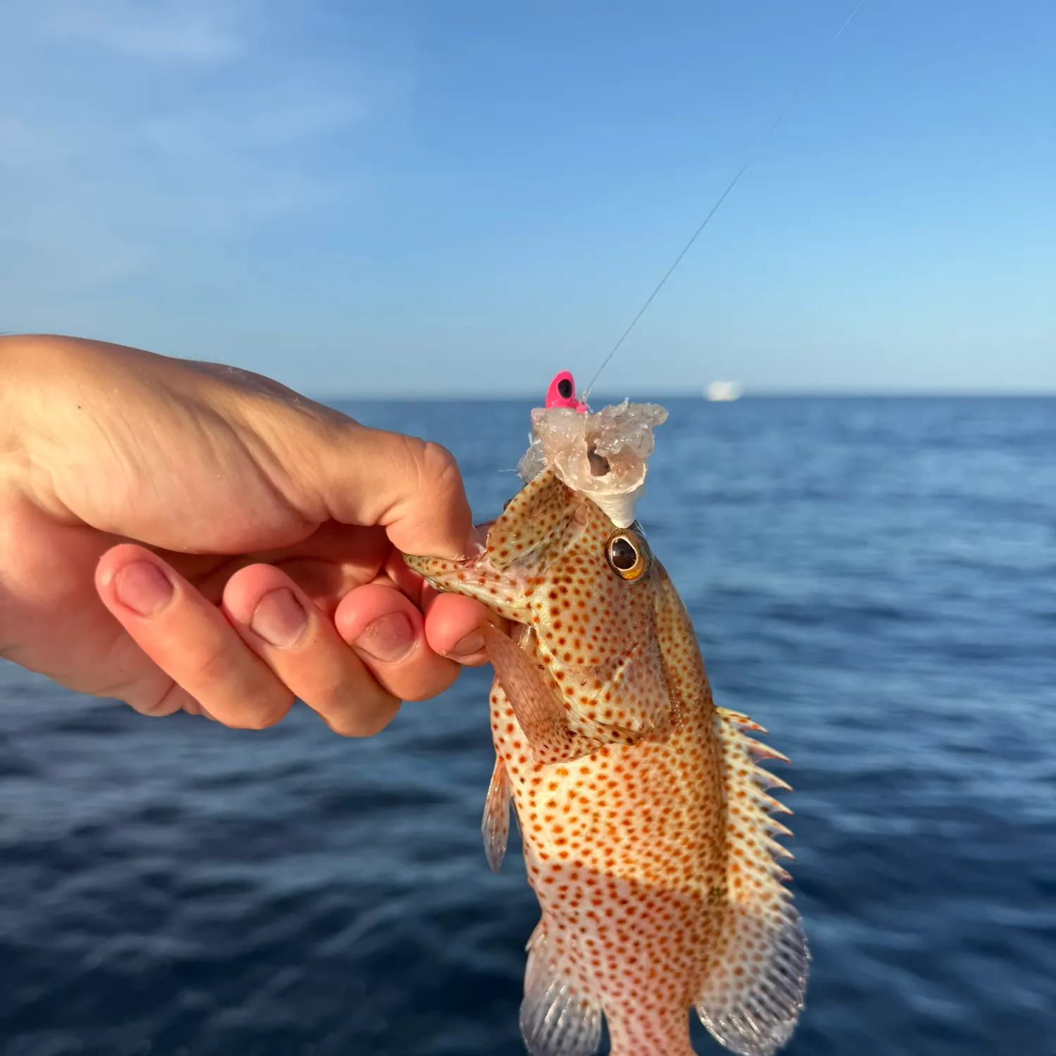 The most recent Strawberry hind catches on Fishbrain