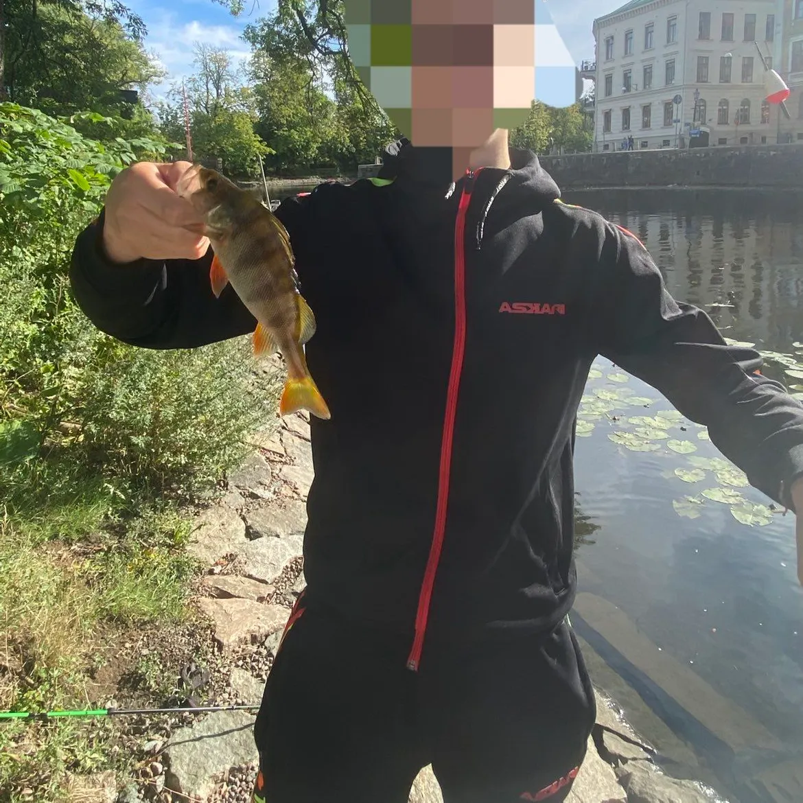 European perch caught on Fishbrain