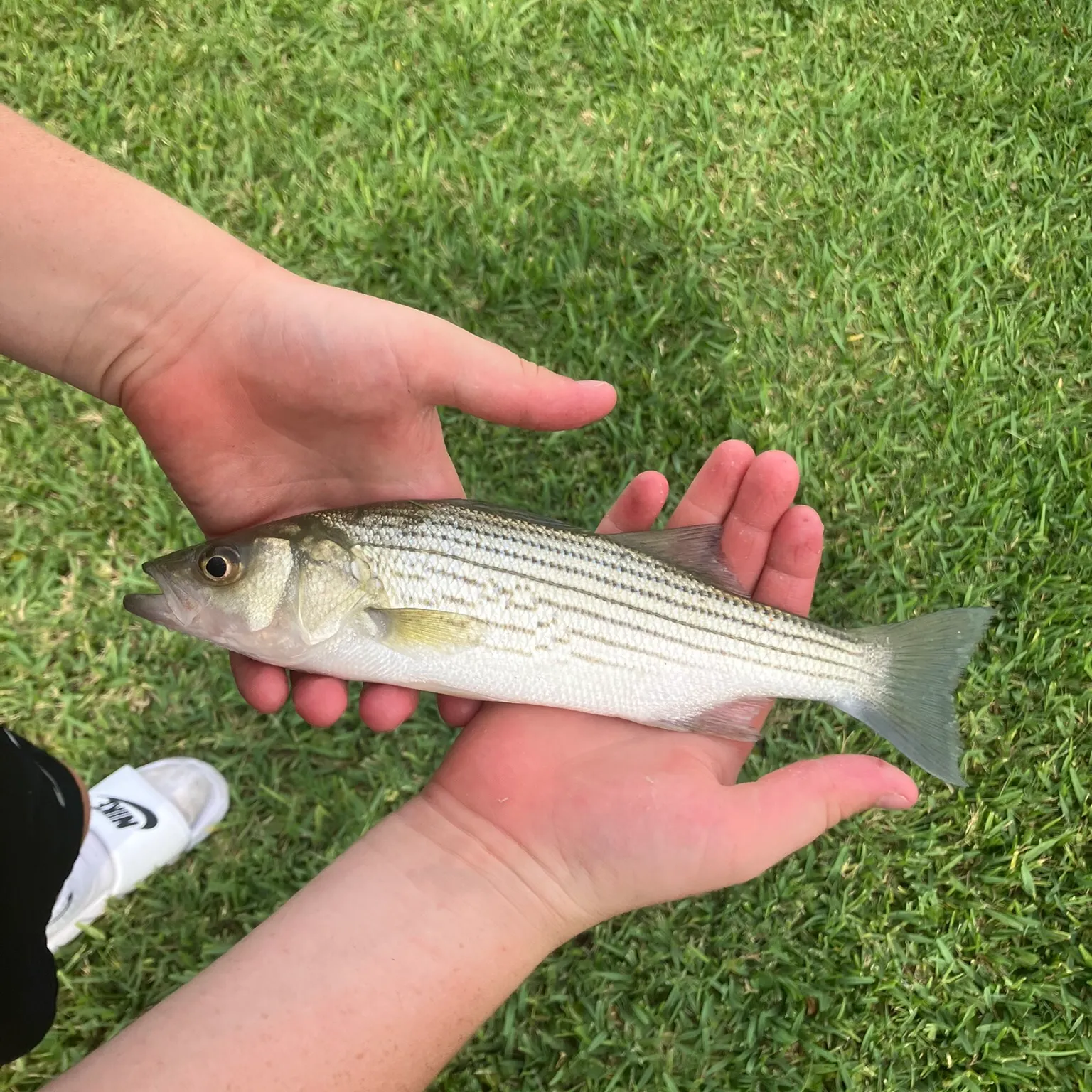 The most recent Hybrid striped bass catches on Fishbrain