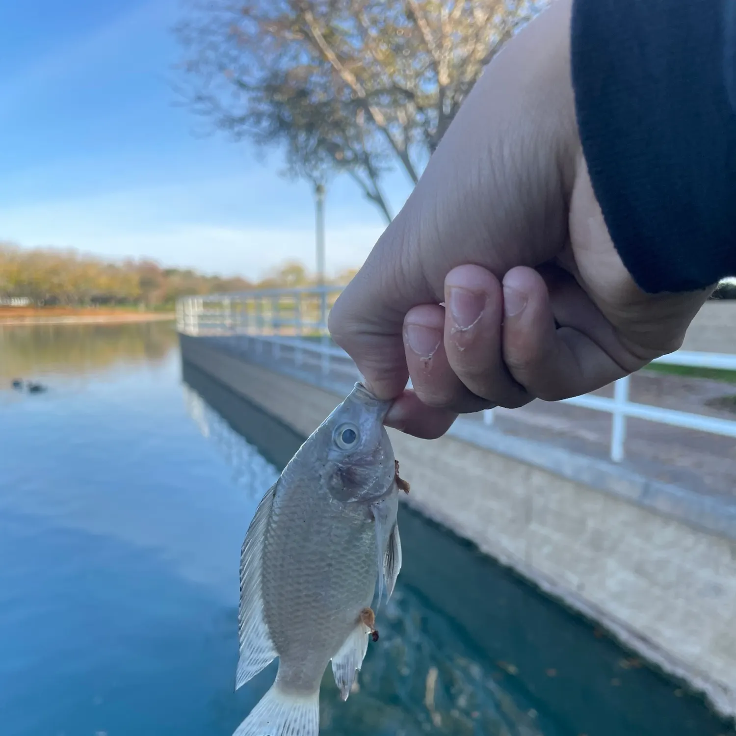 The most recent Nile tilapia catches on Fishbrain