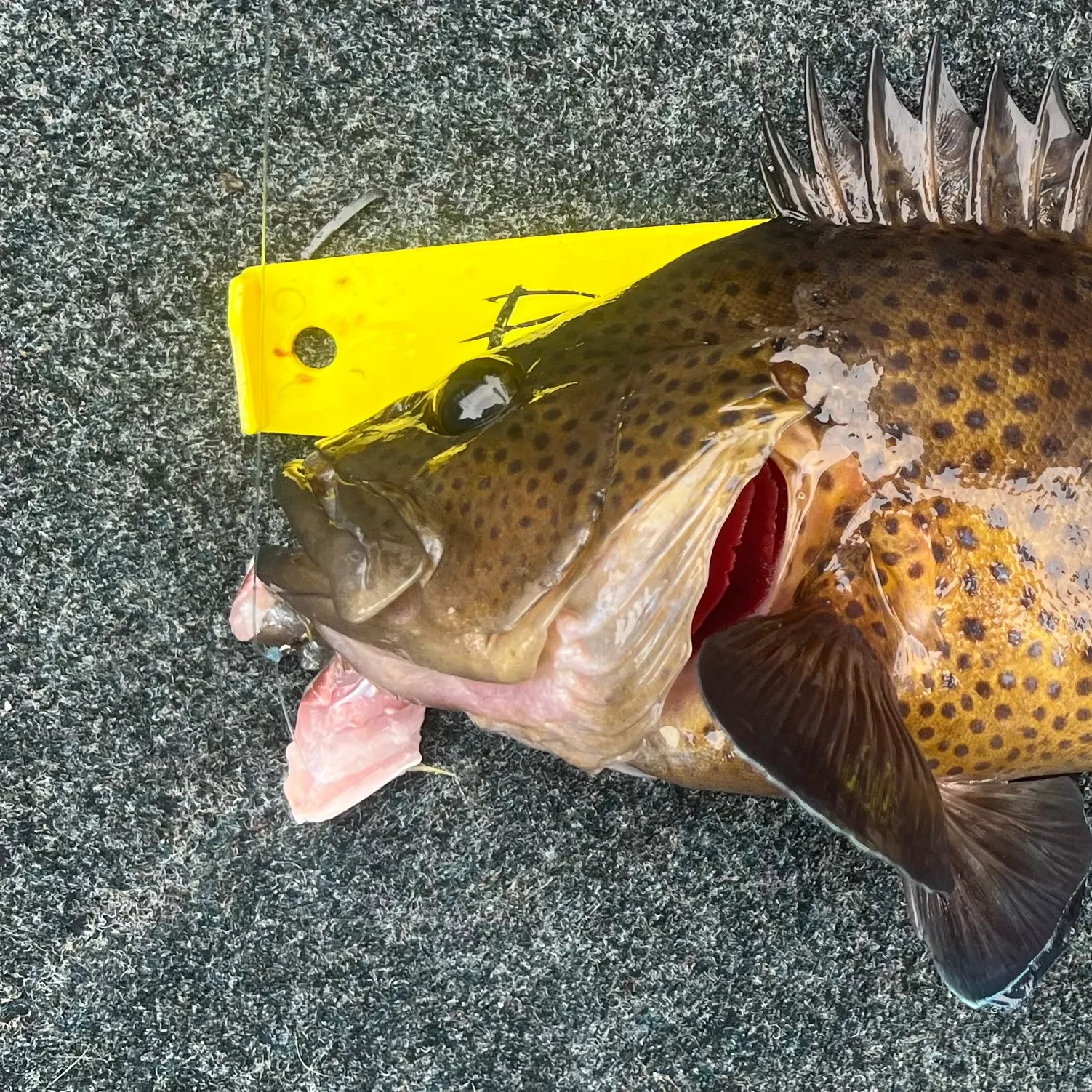 The most recent Eastern wirrah catches on Fishbrain