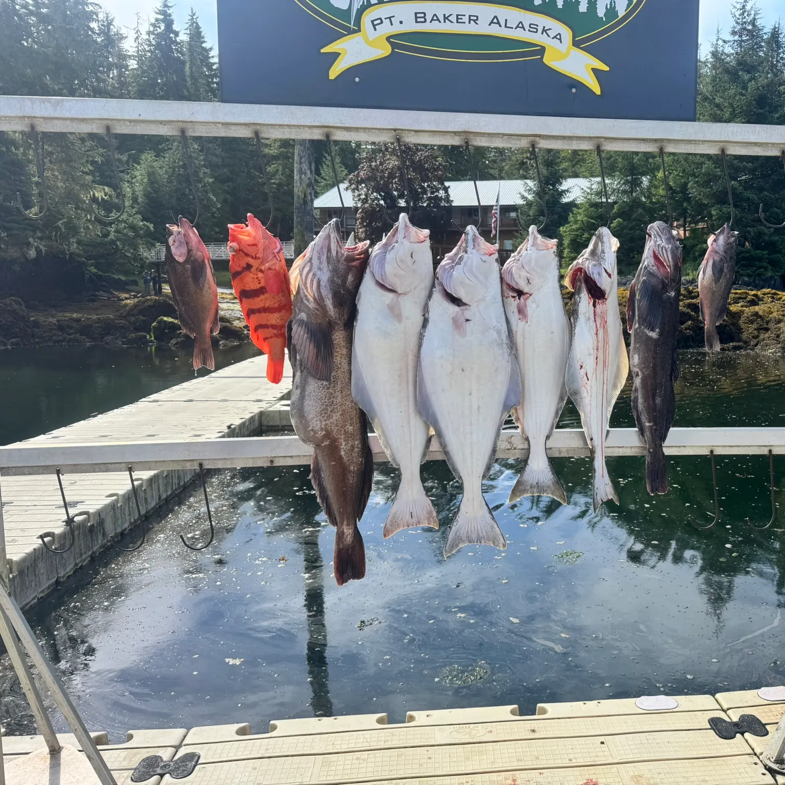 The most recent Pacific halibut catches on Fishbrain
