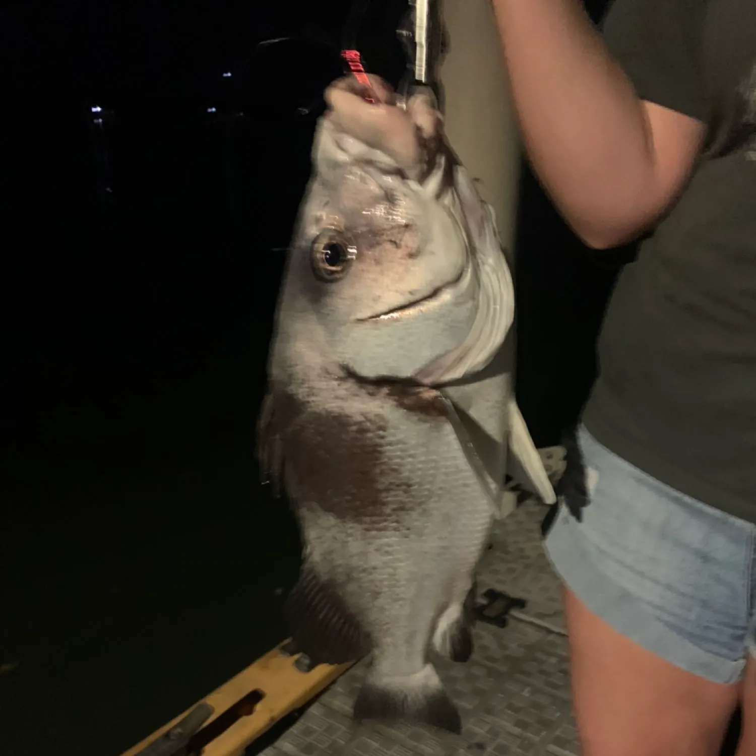 Fish caught on Fishbrain